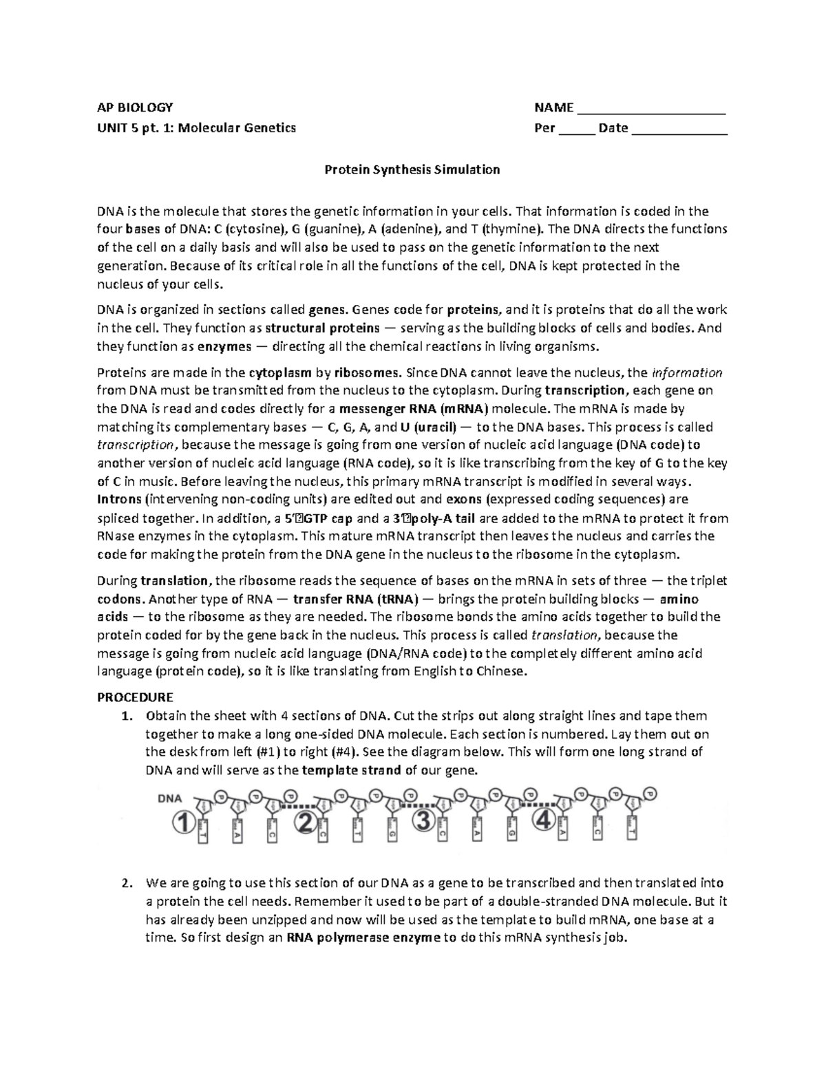 5 - protein synthesis simulation procedure-1 - AP BIOLOGY NAME ...