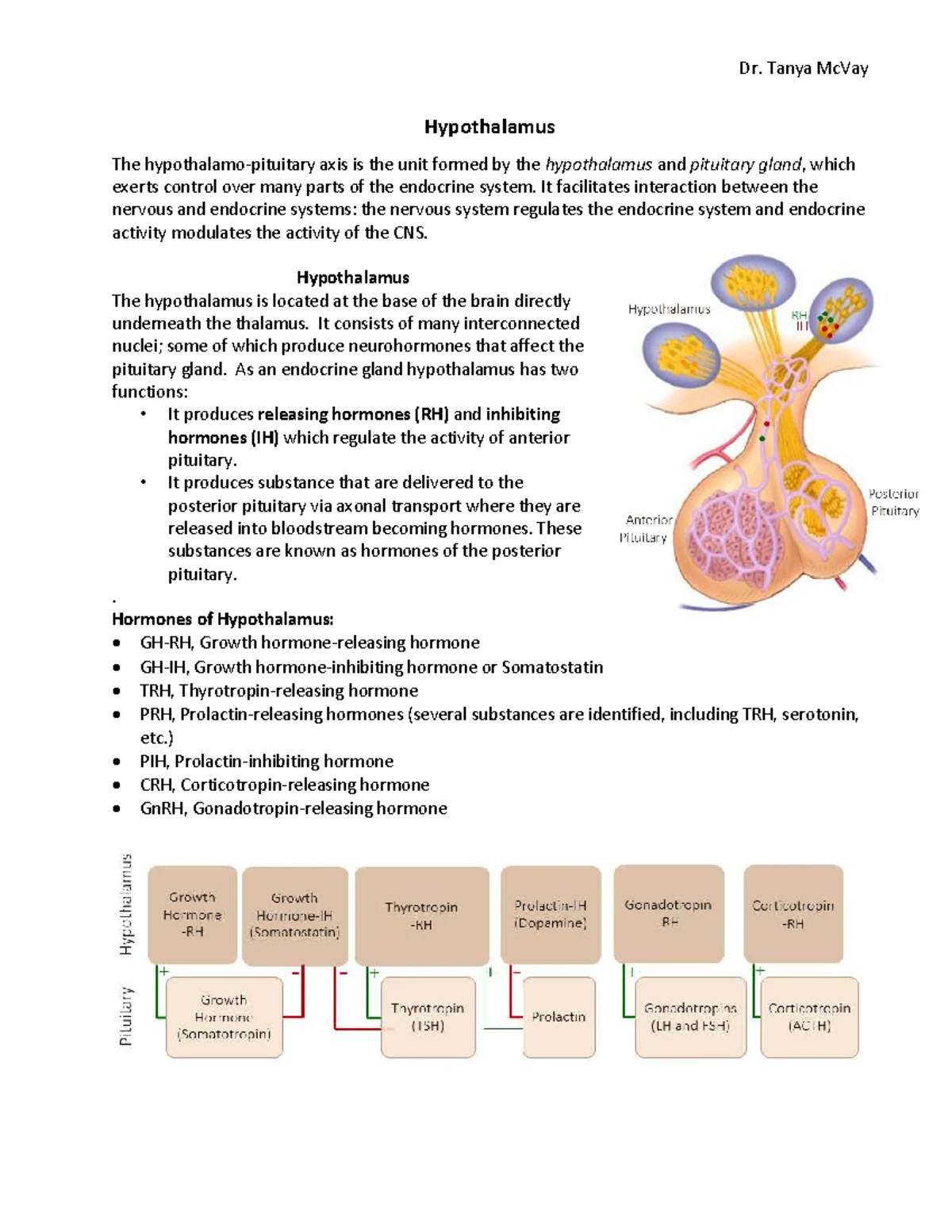 Endocrine System Overview and Hormonal Mechanisms - Dr. McVay - Studocu
