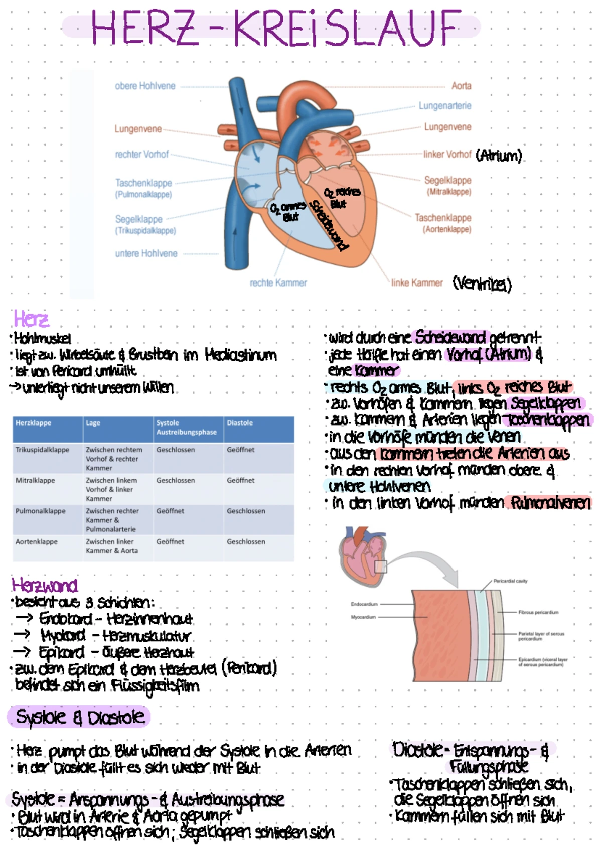 Verdauungstrakt - Zusammenfassung Anatomie, Thema Verdauungsorgane ...