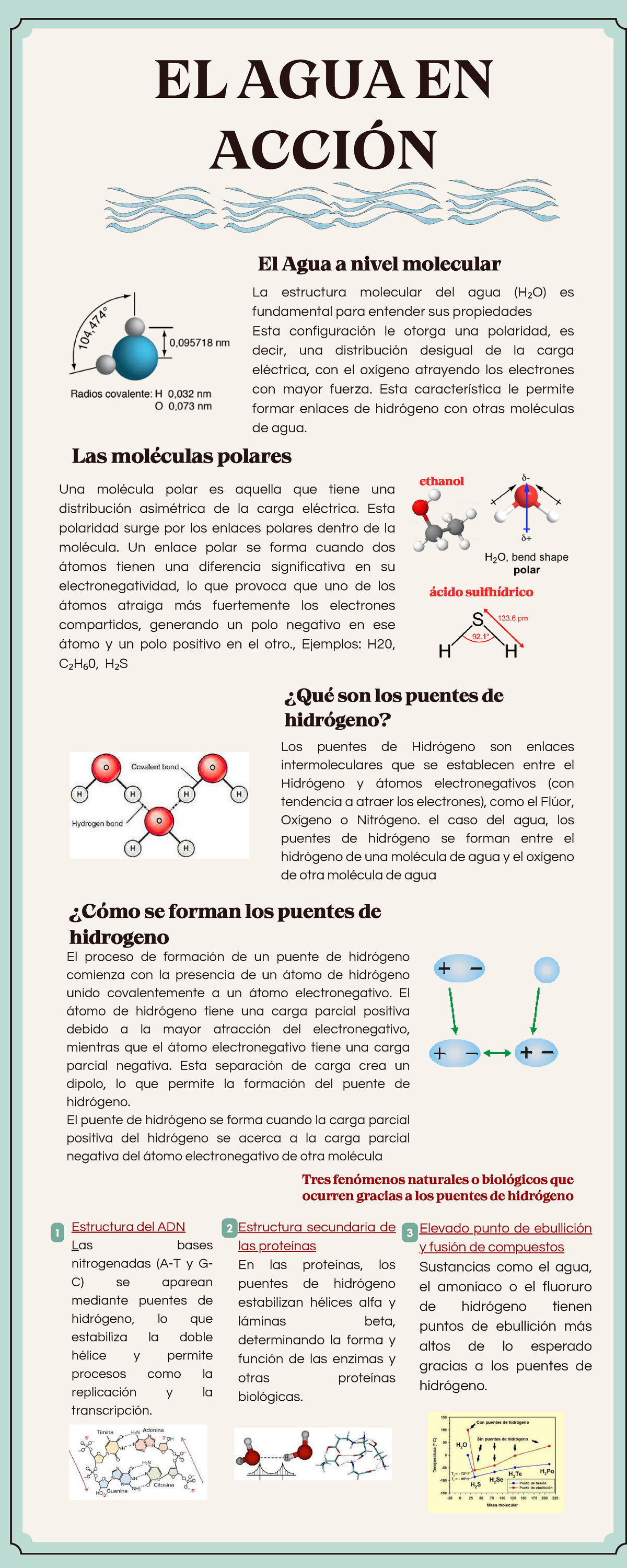 EL AGUA EN ACCIÓN: Función y Propiedades Moleculares del H₂O - Studocu