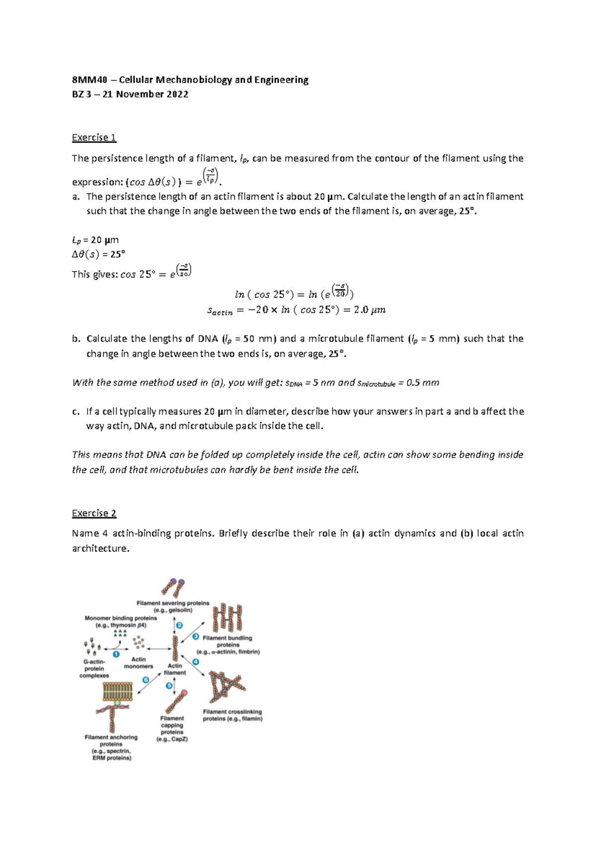 BZ 3 - Cellular Mechanobiology Self-Study Answers and Solutions ...