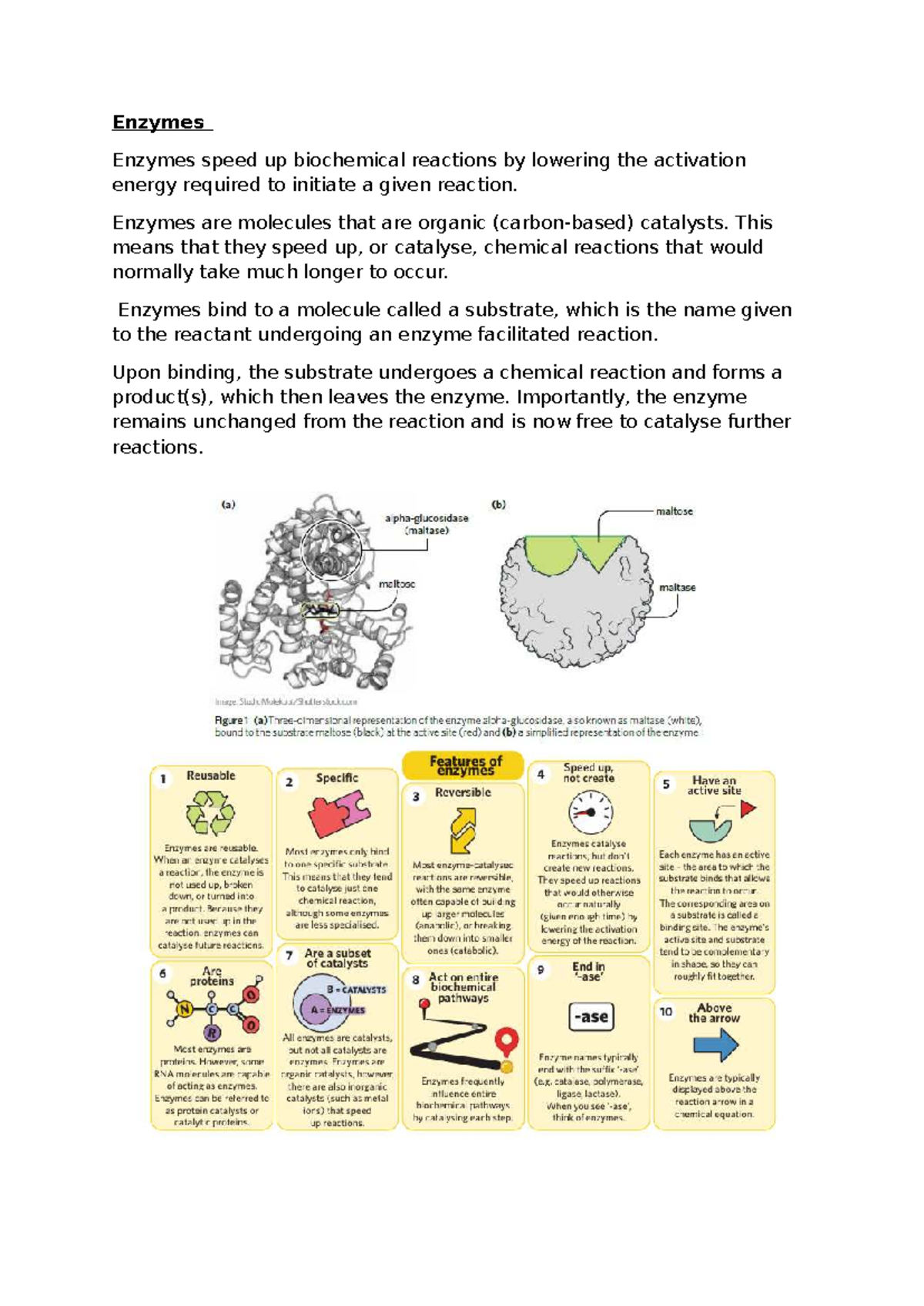 3A and B BIO Notes: Understanding Enzymes and Their Functions - Studocu