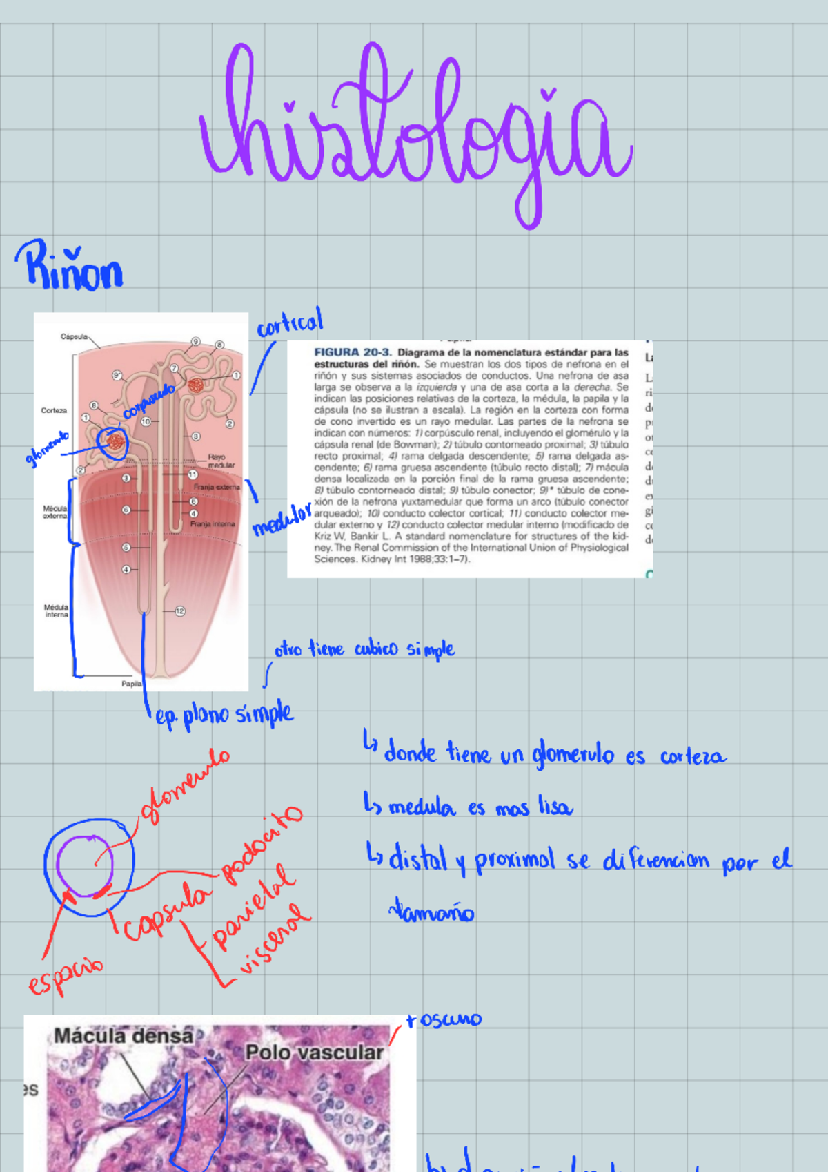 Notes 230511 134009 - Apuntes - chistologia Rinon cortical Cápsula ...