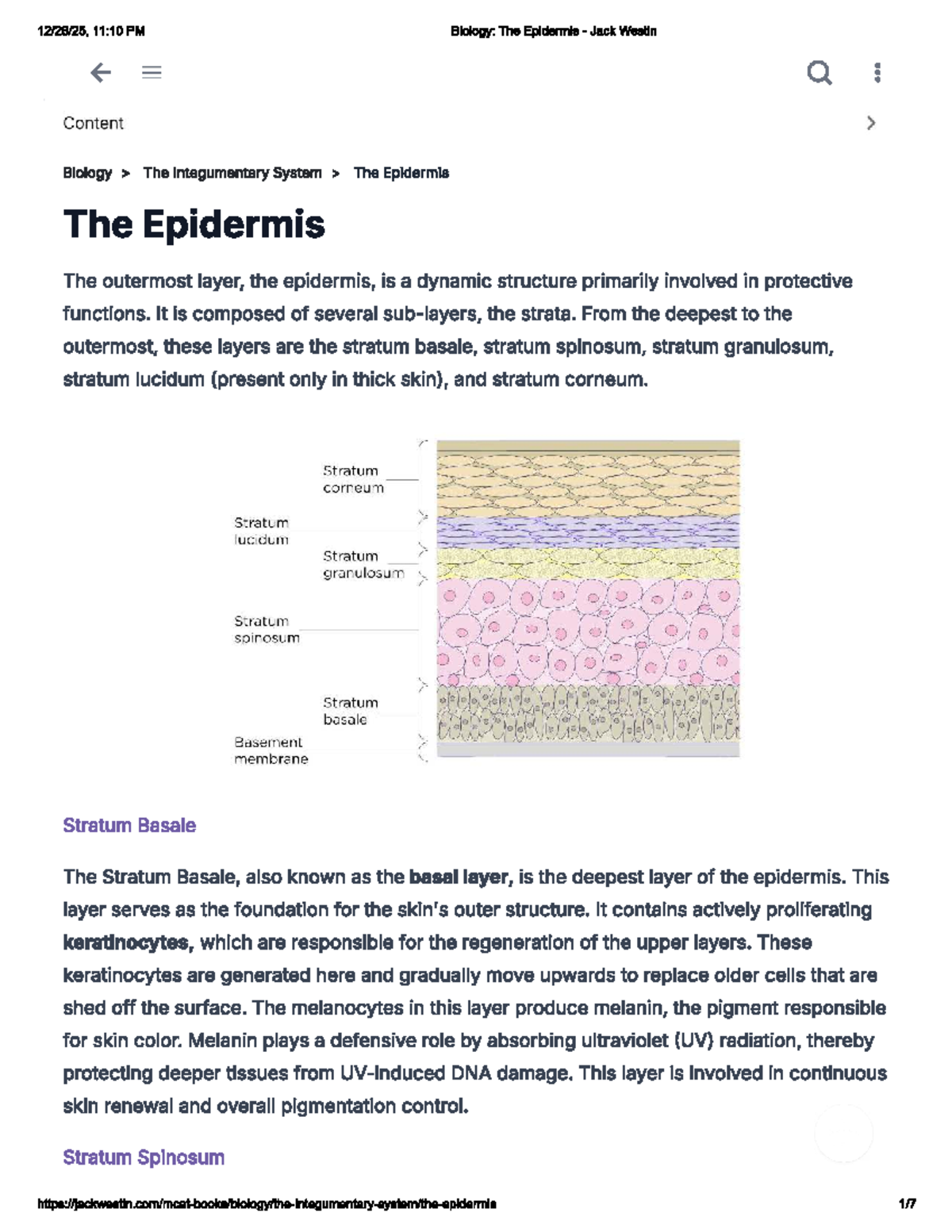 I1 - MCAT Biology: Understanding the Epidermis and Its Functions - Studocu
