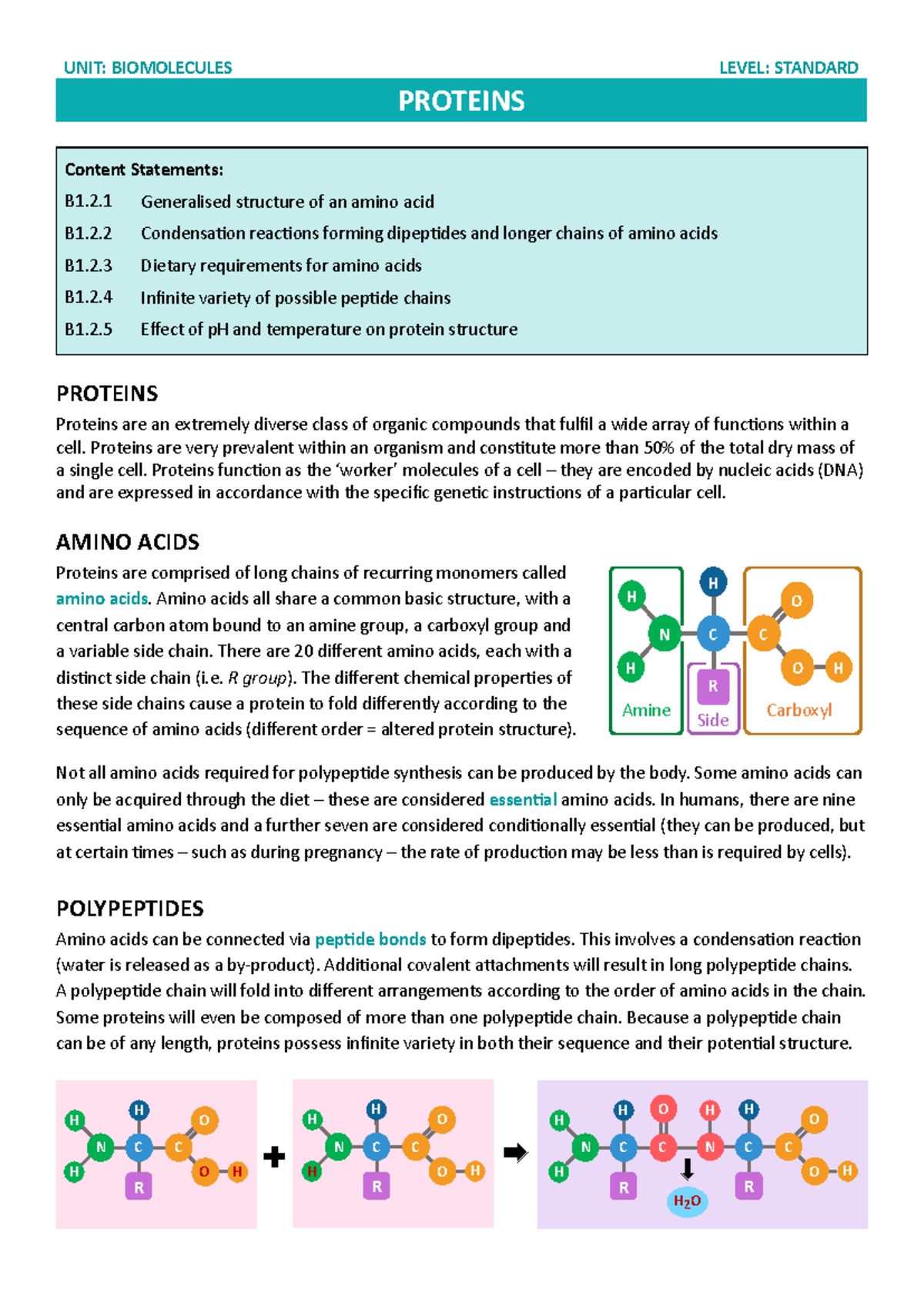 BIOMOLECULES: Understanding Proteins and Their Functions - Standard ...
