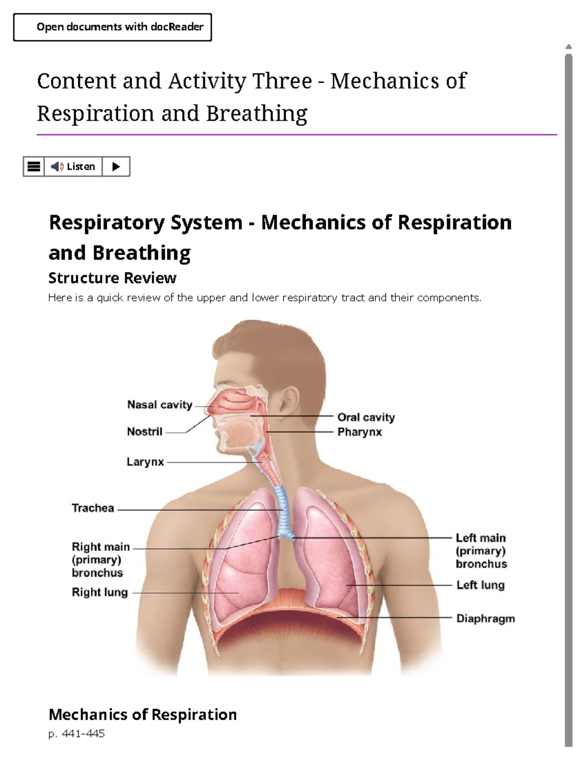 Respiratory System Mechanics: Overview of Breathing Processes - Studocu