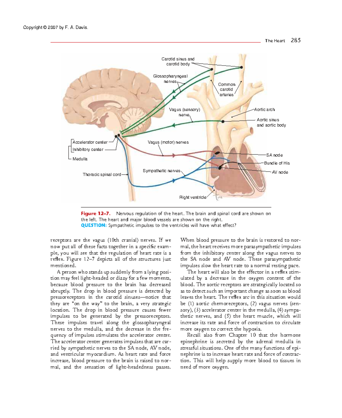 Essentials of Anatomy and Physiology: Nervous Regulation of the Heart ...