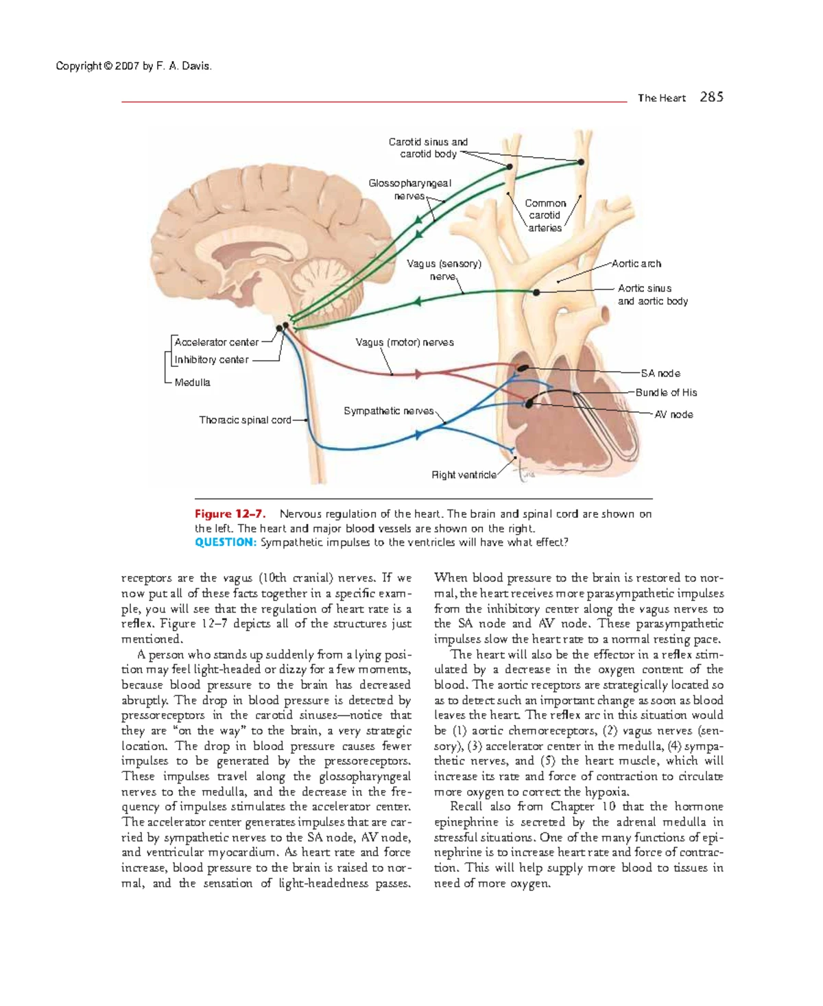 Essentials of Anatomy and Physiology: Aging and the Heart Overview ...