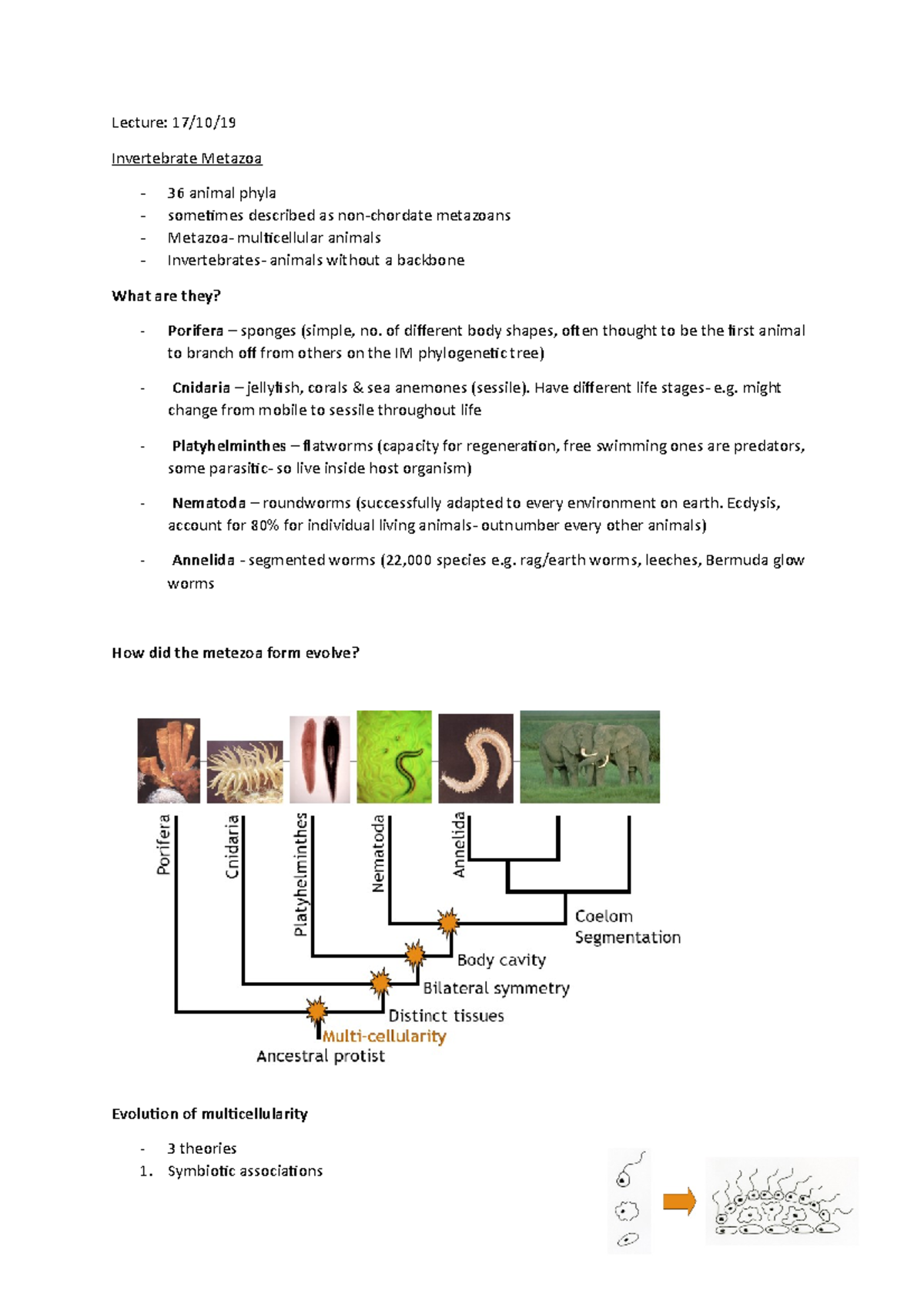 Invertebrate Metazoa Overview: Lecture Notes for Bio 101 - Studocu