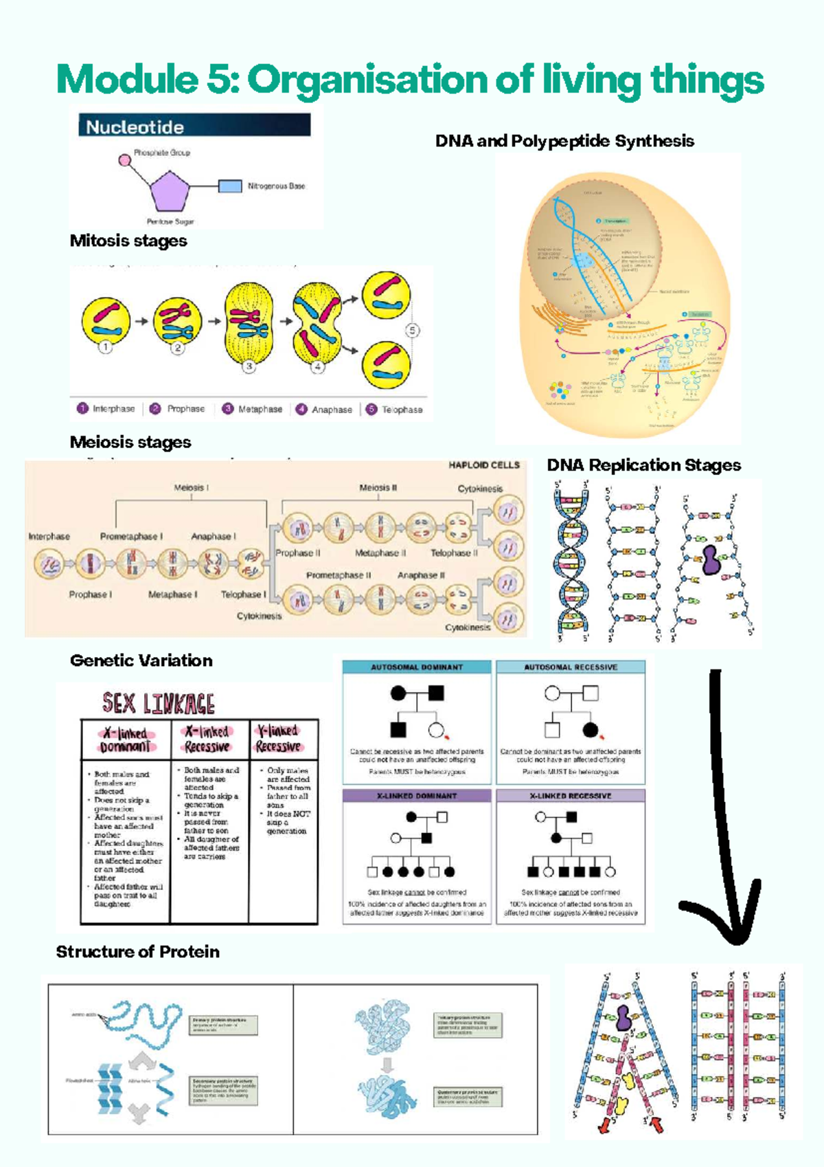 Bio Module 5 summary diagrams - Module 5: Organisation of living things ...