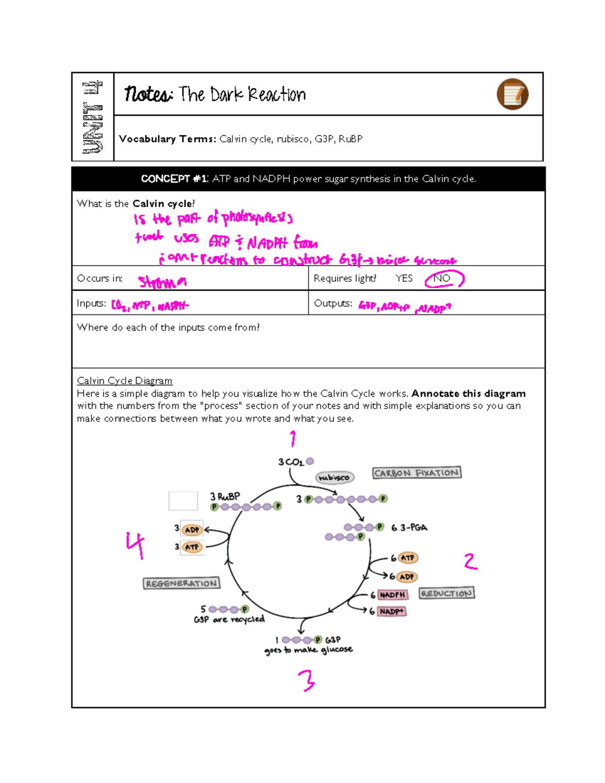 Unit 4: Notes on the Calvin Cycle and Photosynthesis - Studocu