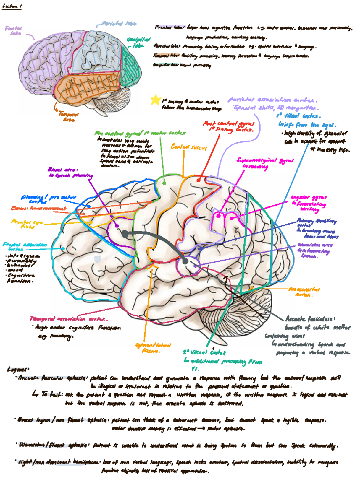 Nervous System Summary: Cognitive Functions & Brain Regions - Studocu
