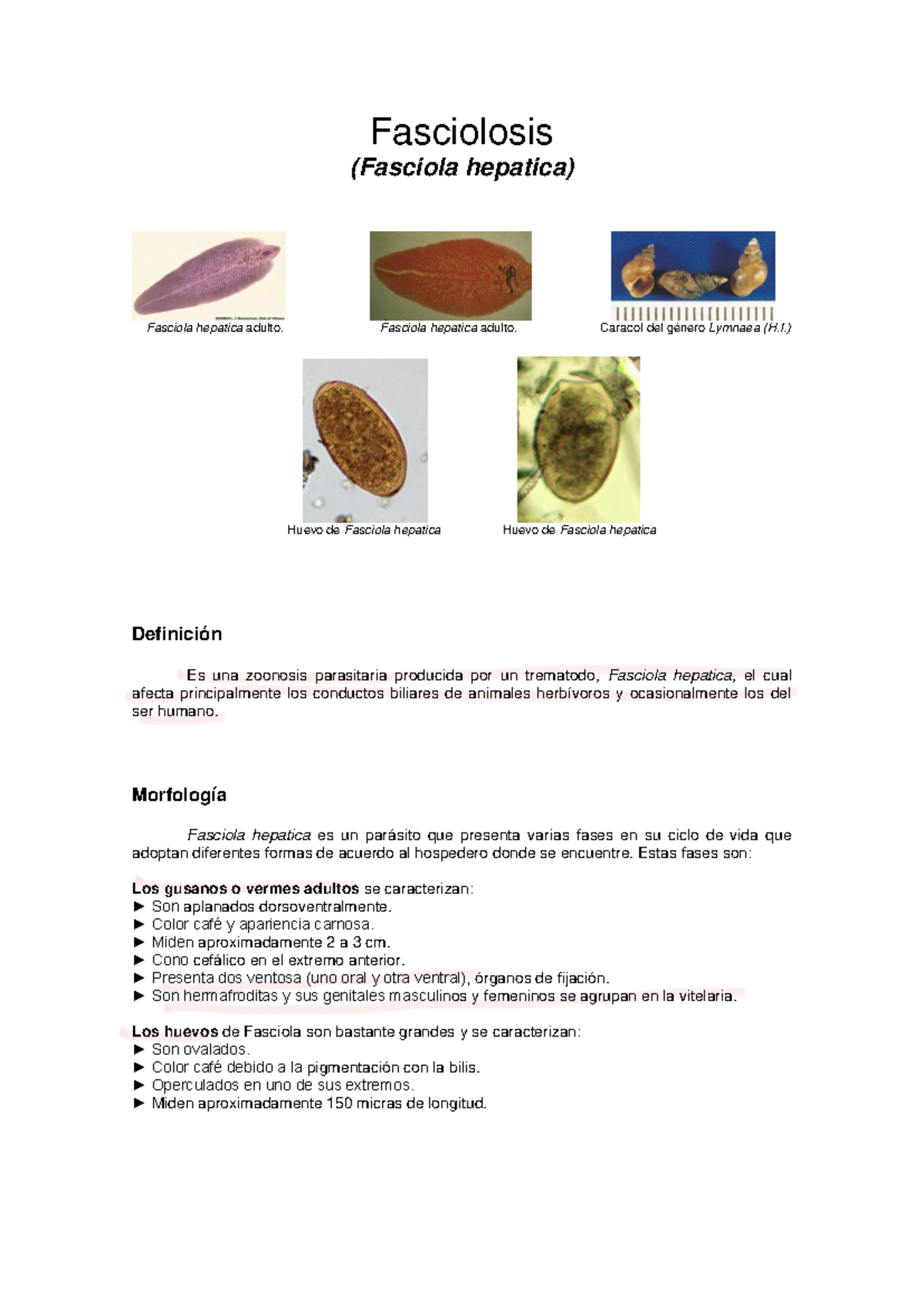 Encontré a estas lombrices de tierra apareándose. Las lombrices son  hermafroditas, o sea, que tienen órganos reproductivos masculinos y  femeninos. : r/BeAmazed, image size:1200x1696