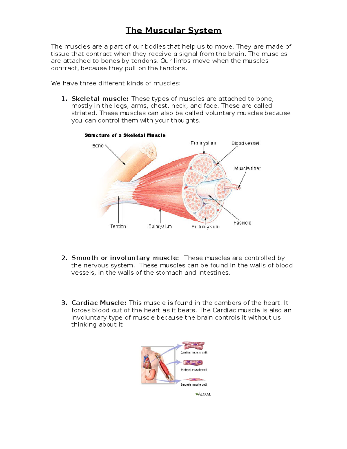 Muscular System Overview: Types, Functions, and Contractions - Studocu
