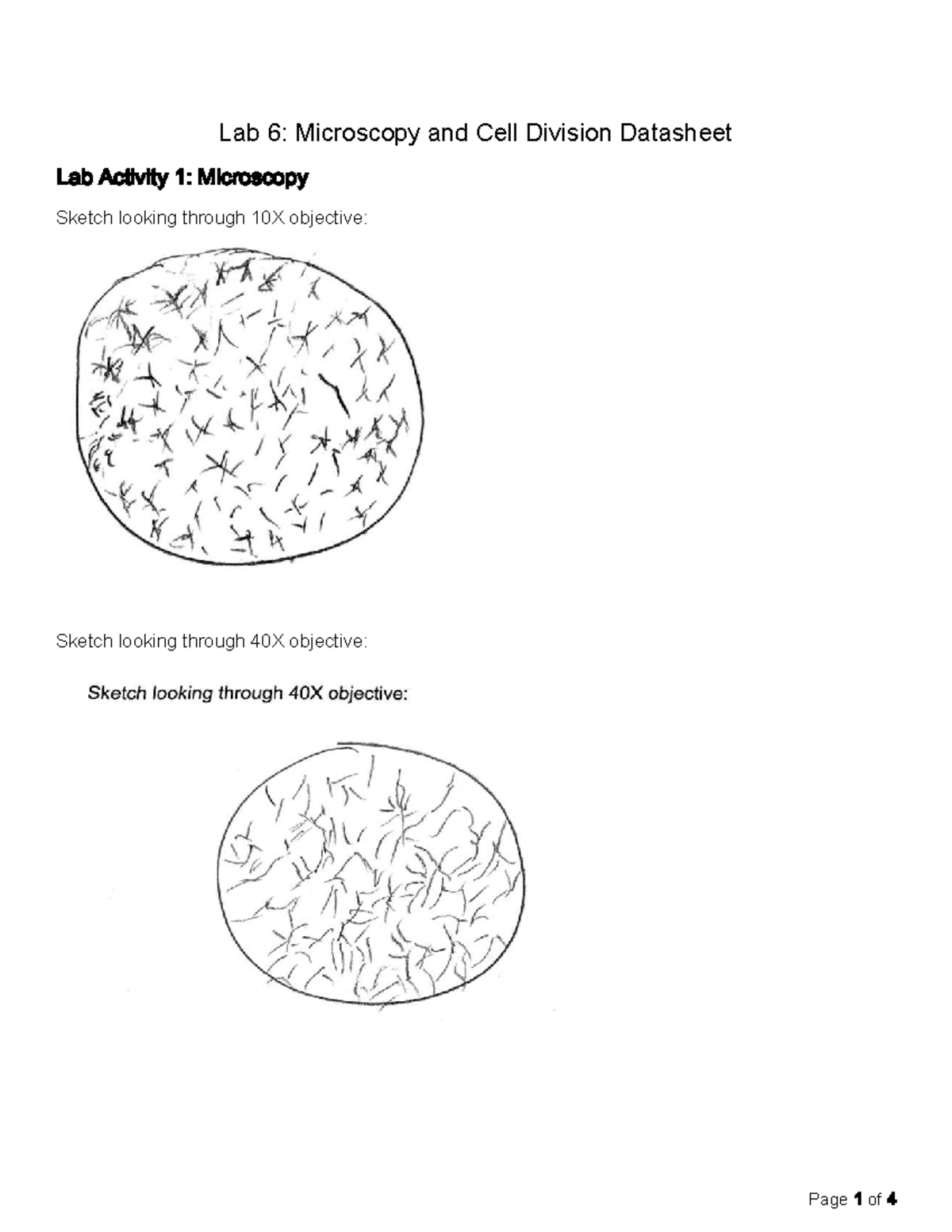 Lab 6: Microscopy & Cell Division Data Analysis - Studocu