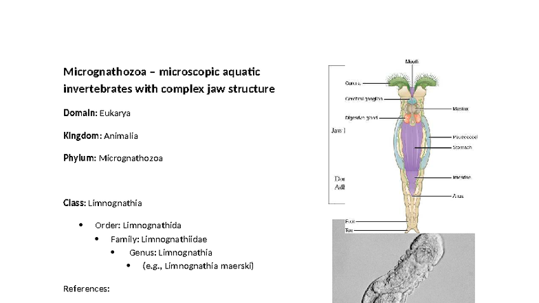 Micrognathozoa and Rotifera: Aquatic Invertebrate Overview - Studocu