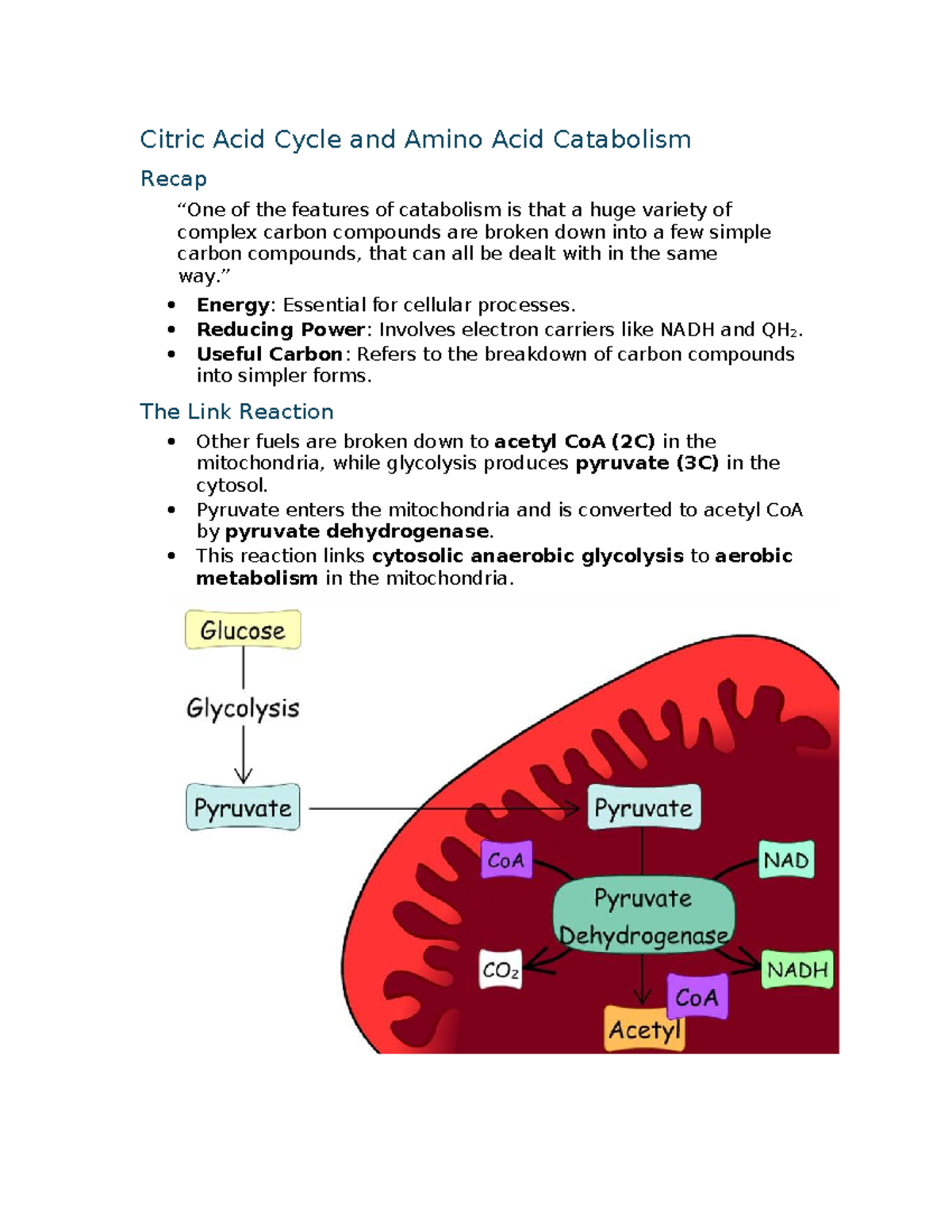 Bioc0001 metabolism lecture 5: Citric acid cycle and amino acid ...
