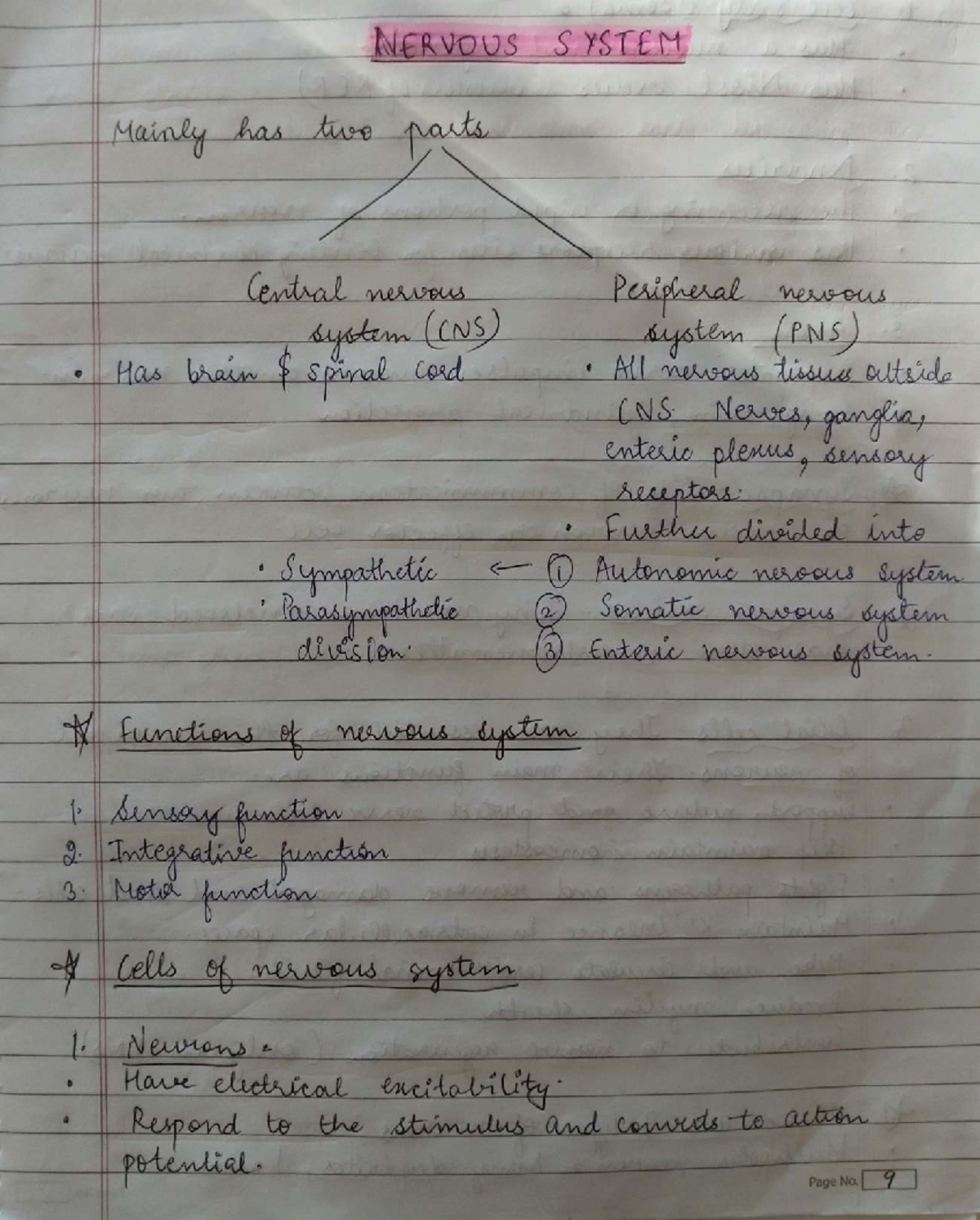 Nervous System - Lecture Notes (CNS & PNS Overview) - Studocu
