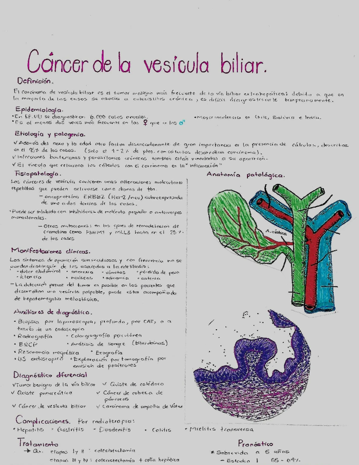 Coledoco - El colédoco es un conducto biliar a través del cual la bilis ...