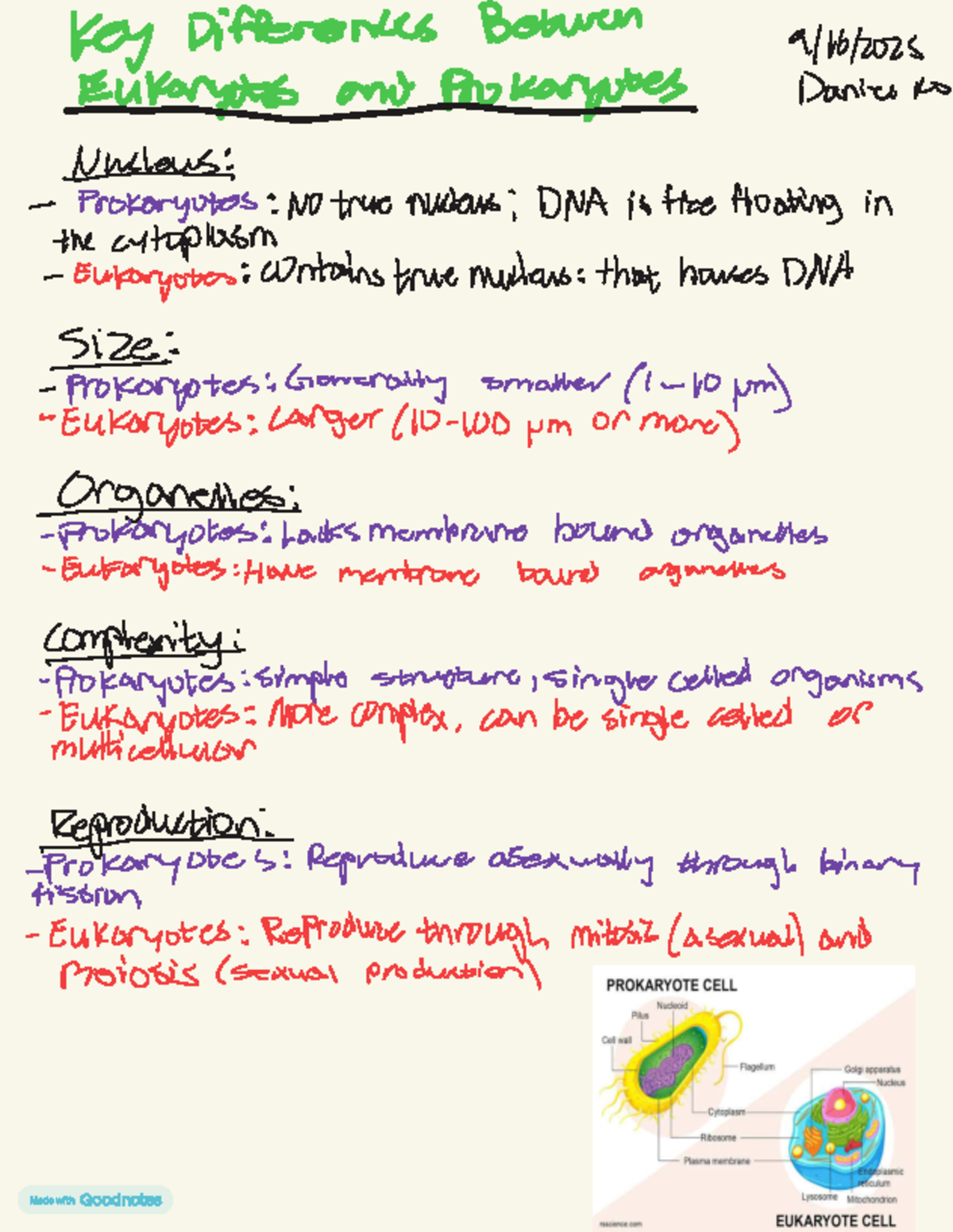 Key Differences Between Prokaryotes and Eukaryotes: A Detailed ...