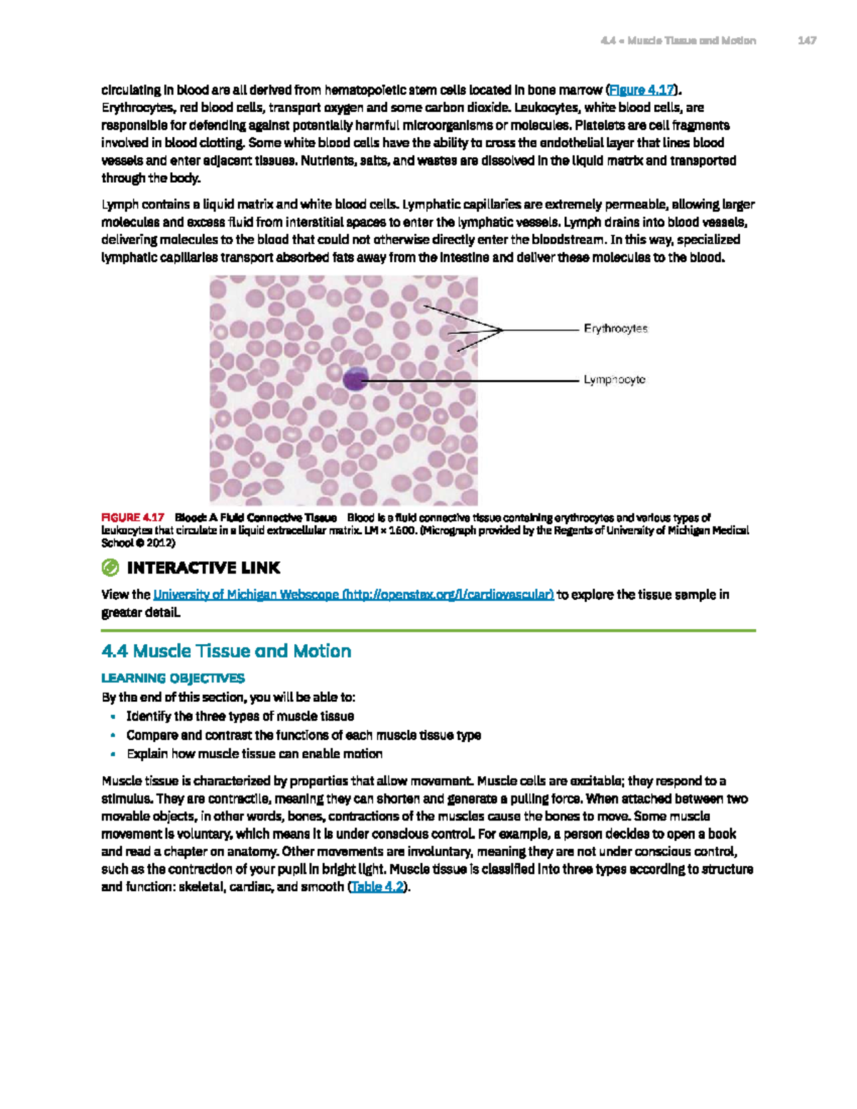 Anatomy and Physiology Study Guide: Muscle Tissue and Motion (4.4 ...