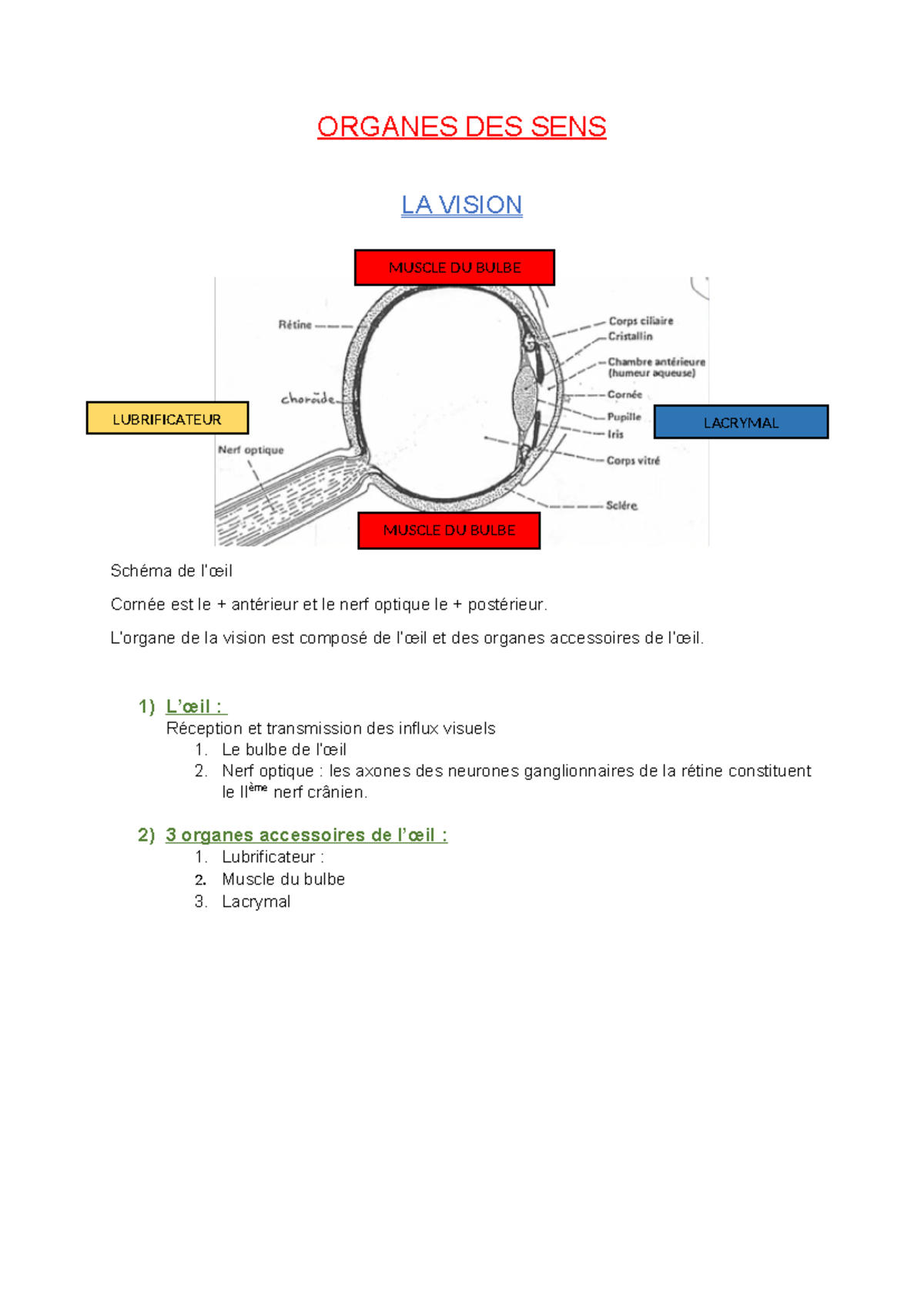 Organes des Sens: Vision, Ouïe, Olfaction et Goût - Cours de Biologie ...