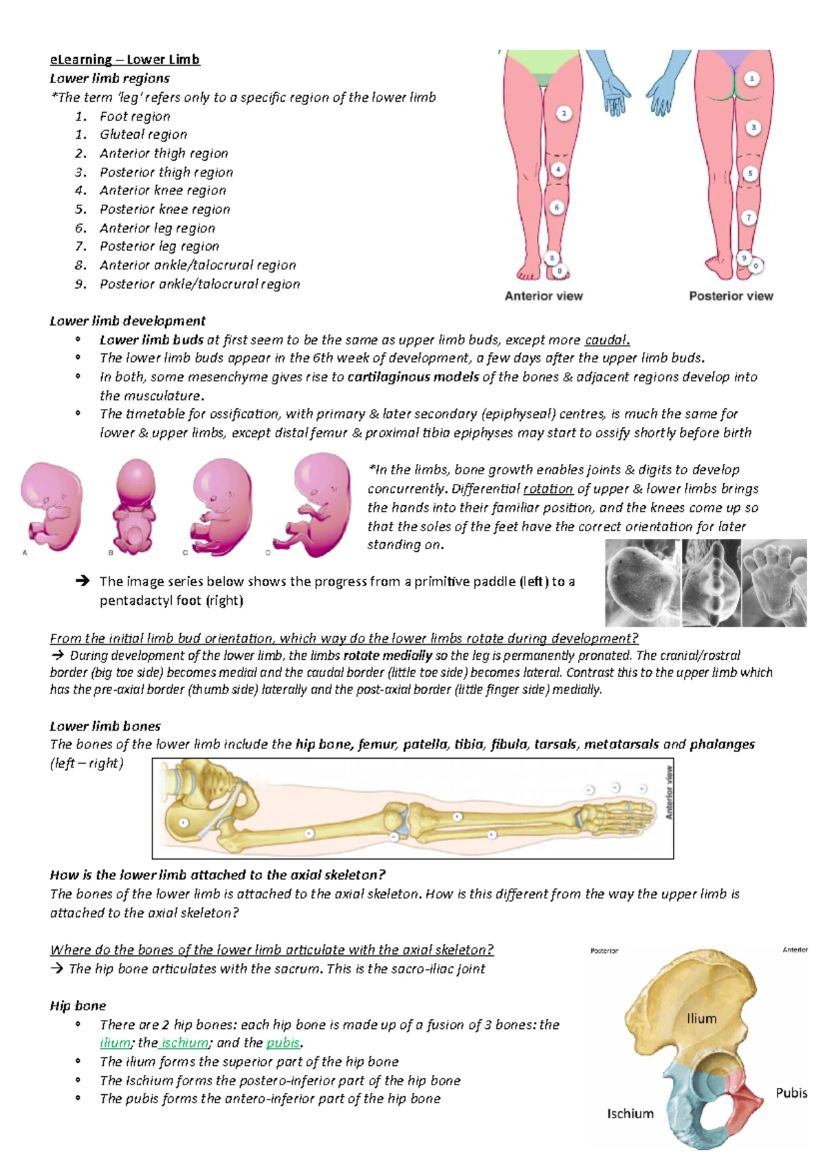 Anatomy Notes on Lower Limb: LMB Course Comprehensive Overview - Studocu