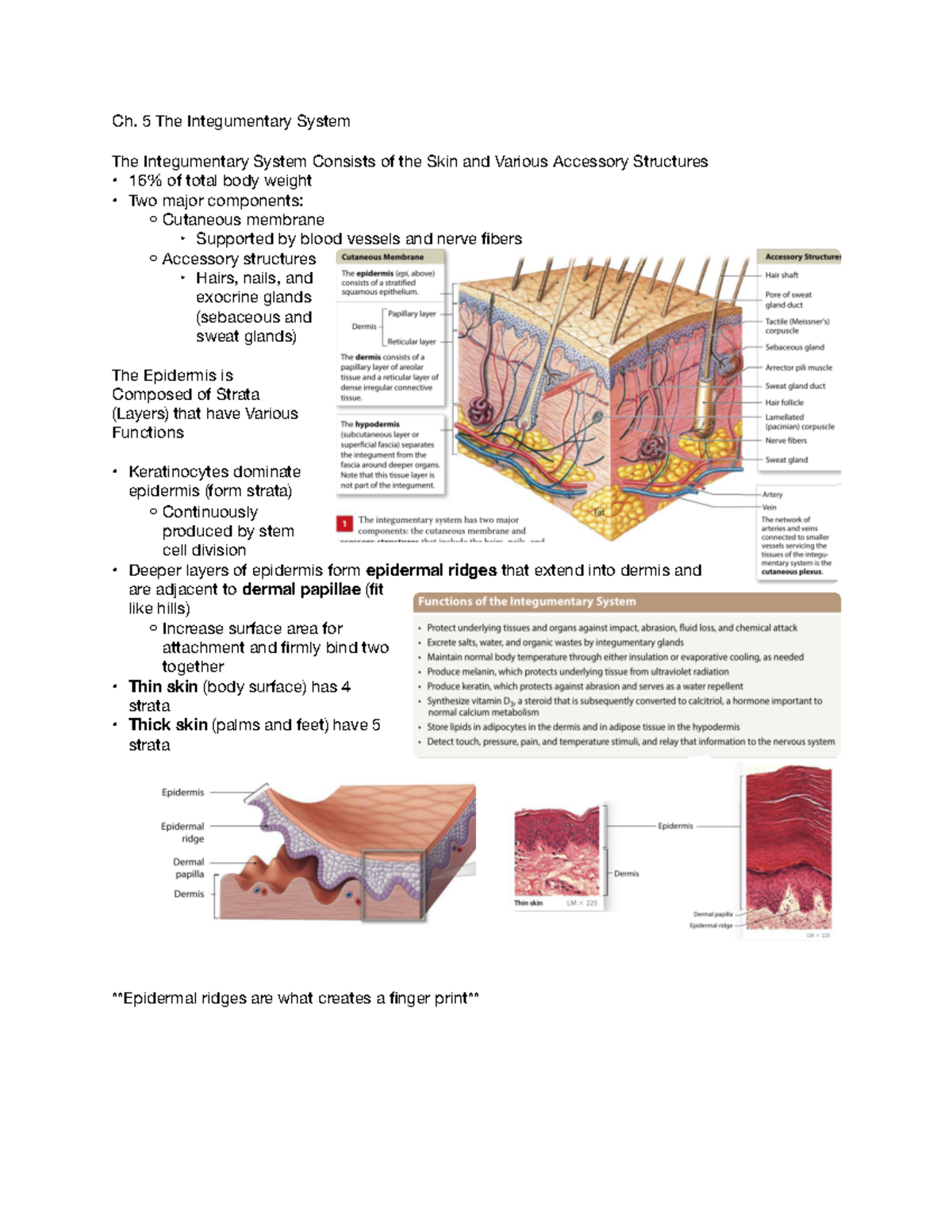 Epidermal Ridge