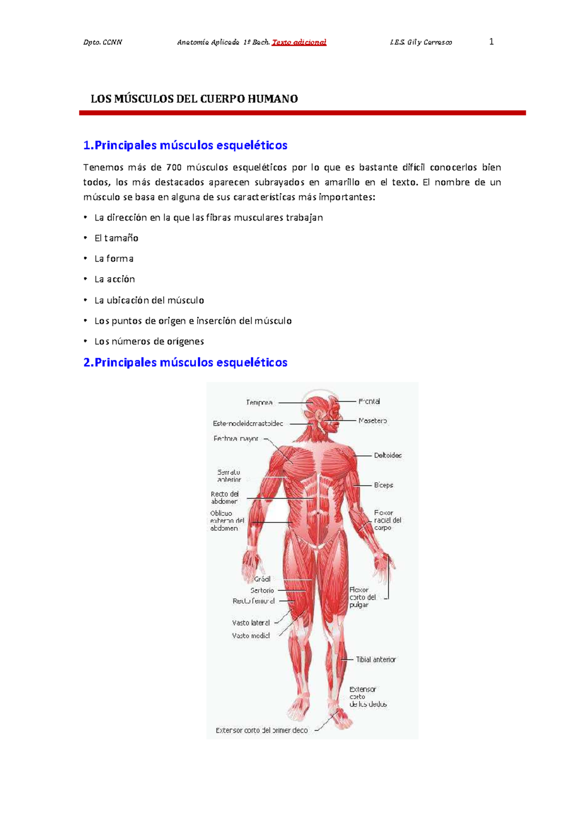 Músculos del Cuerpo Humano: Anatomía y Funciones Esenciales - Studocu