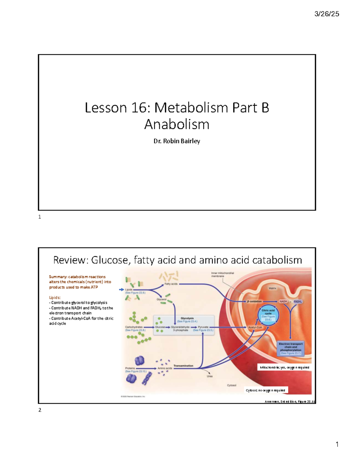 Lesson 16: Metabolism Part B - Anabolism Overview (Course Code ...
