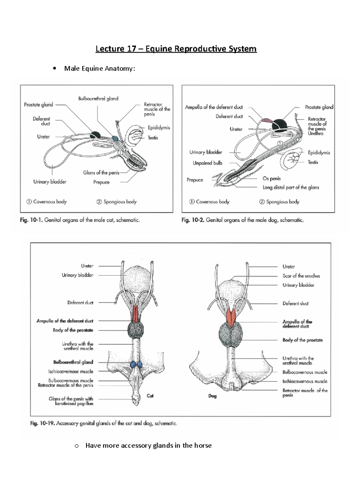 Stallion Reproductive System Anatomy