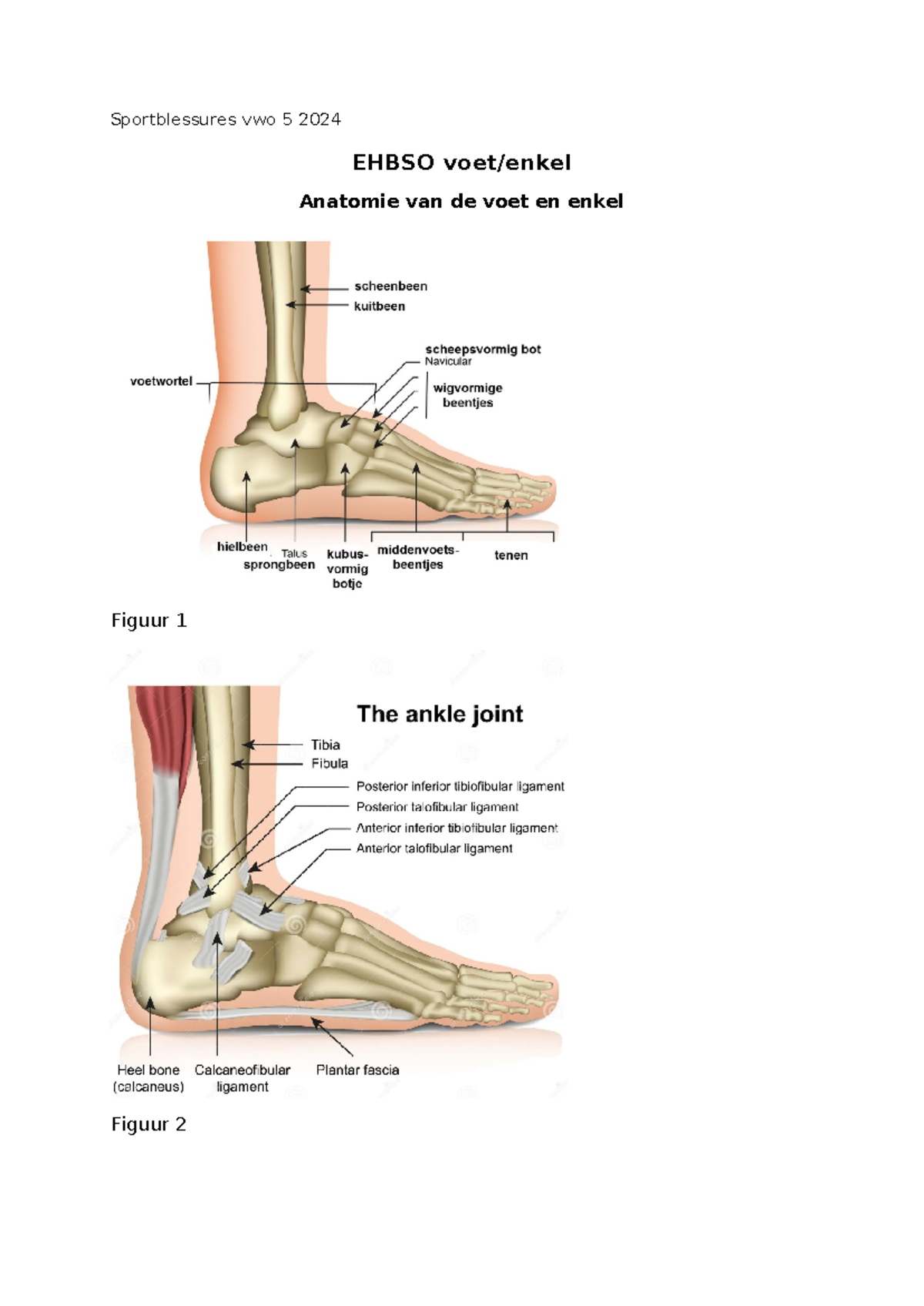 Sportblessures VWO 5 - Anatomie, Veelvoorkomende Blessures en EHBSO ...