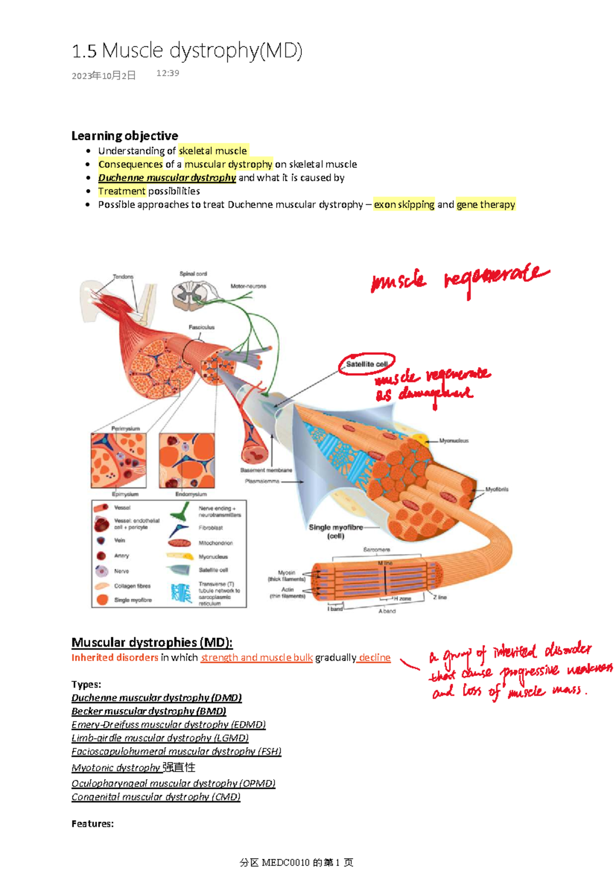 MEDC0010 Lecture Notes on Muscle Dystrophy and Treatment Options - Studocu