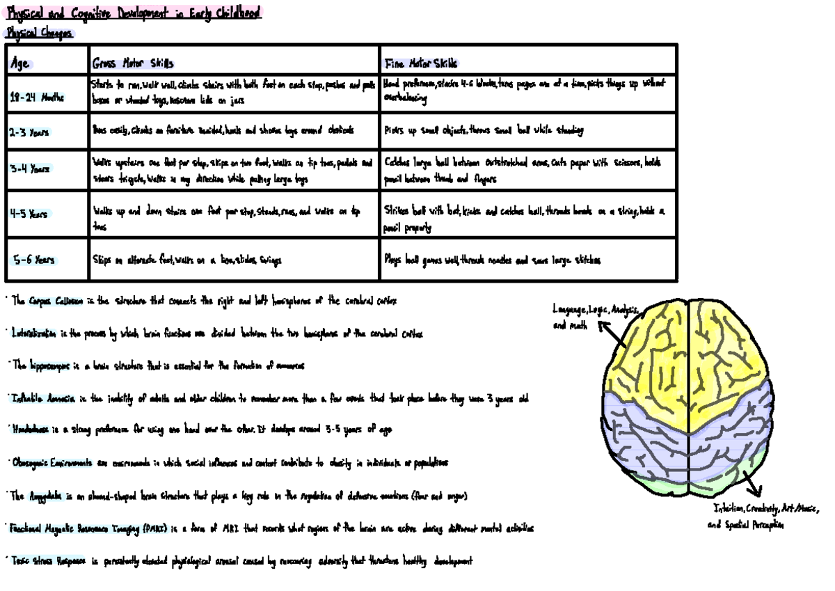 Chapter 7 - Physical and Cognitive Development in Early Childhood - Studocu