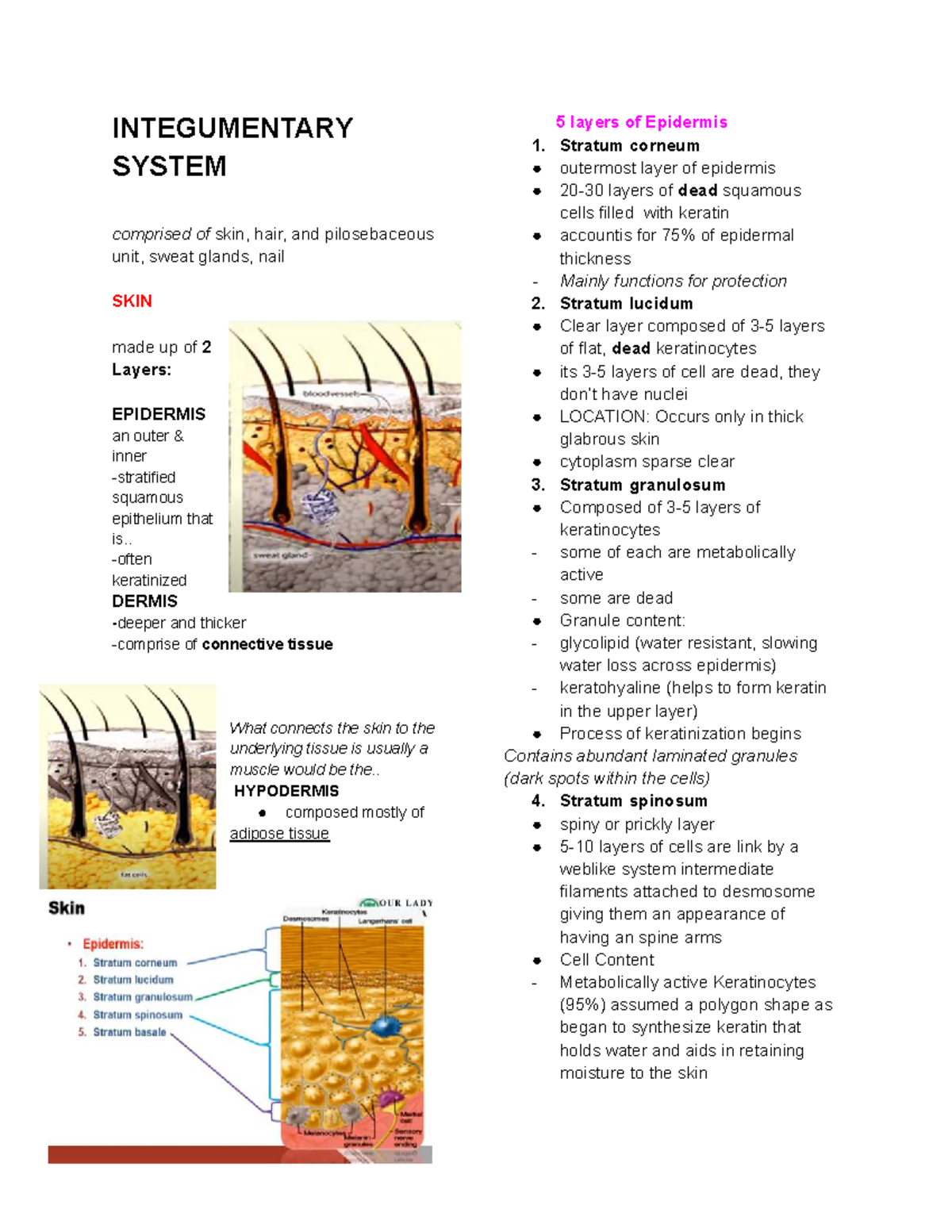 Integumentary System Overview - IDBBKJHK - Studocu