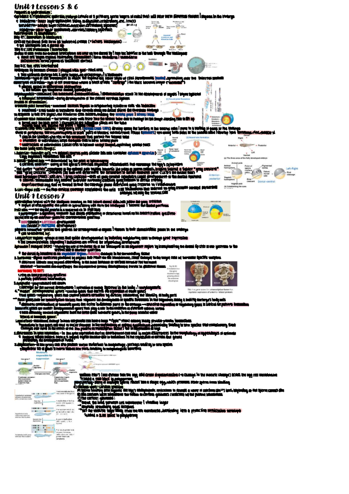 BSC 2011 Mini Exam 2 Study Guide: Developmental Biology Insights - Studocu