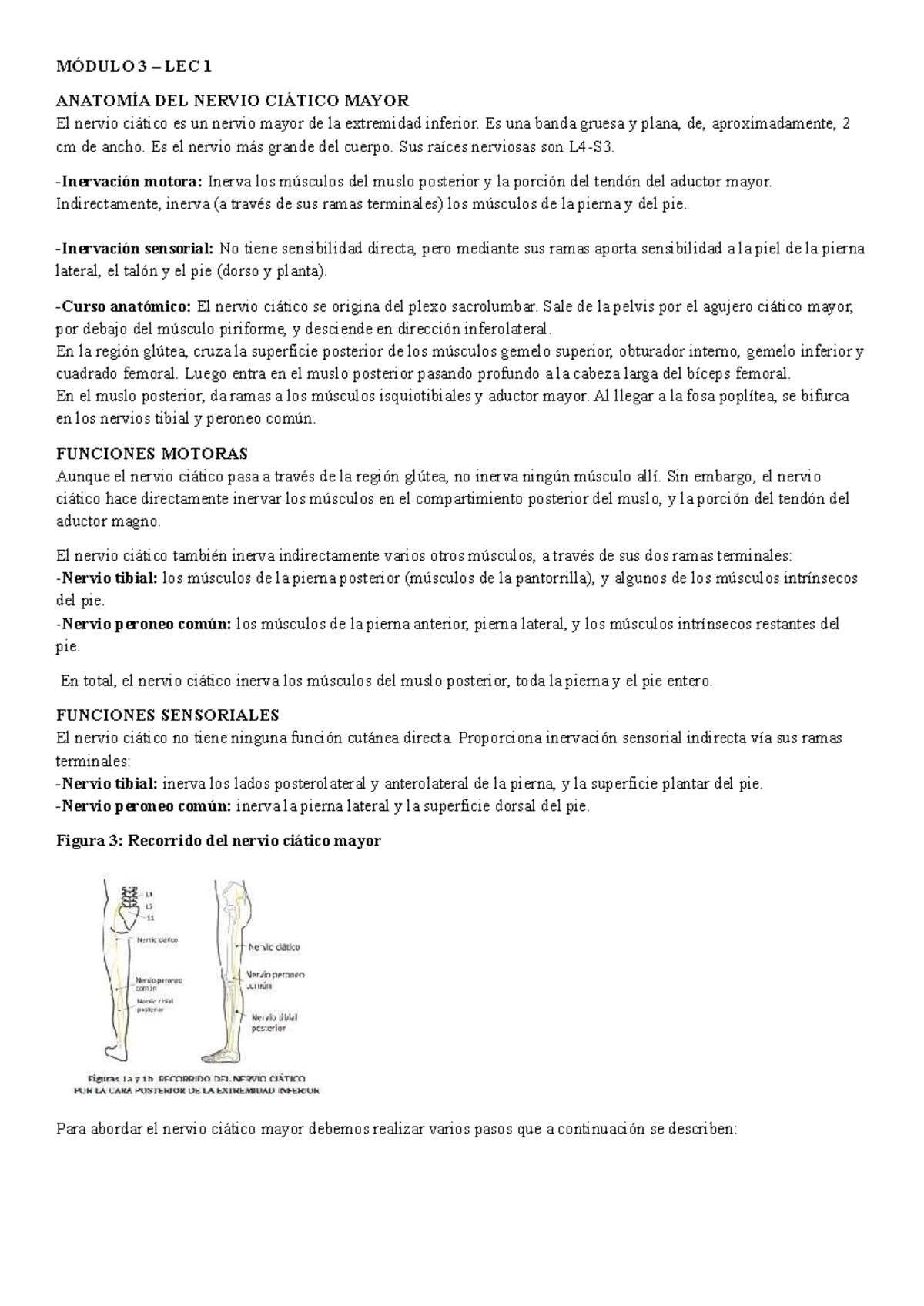 Anatomía del Nervio Ciático Mayor - Módulo 3 LEC 1 Resumen - Studocu