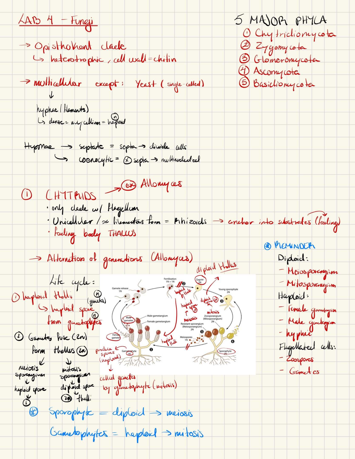 Lab Notes Final Exam - Yeast and Major Phyla Study - Studocu