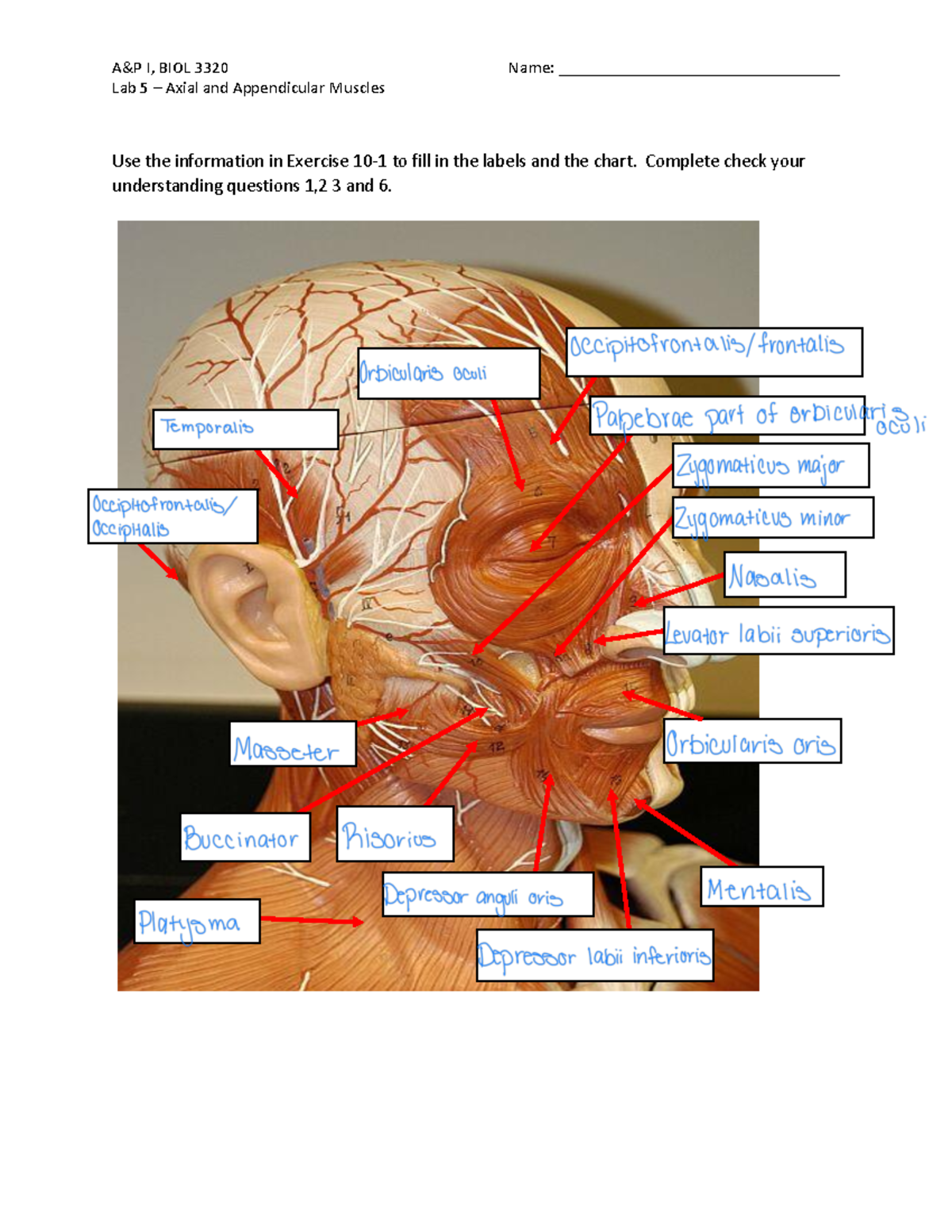 Lab+5+Axial+and+Appendicular+Muscles+Worksheet+new+muscles - Lab 5 ...