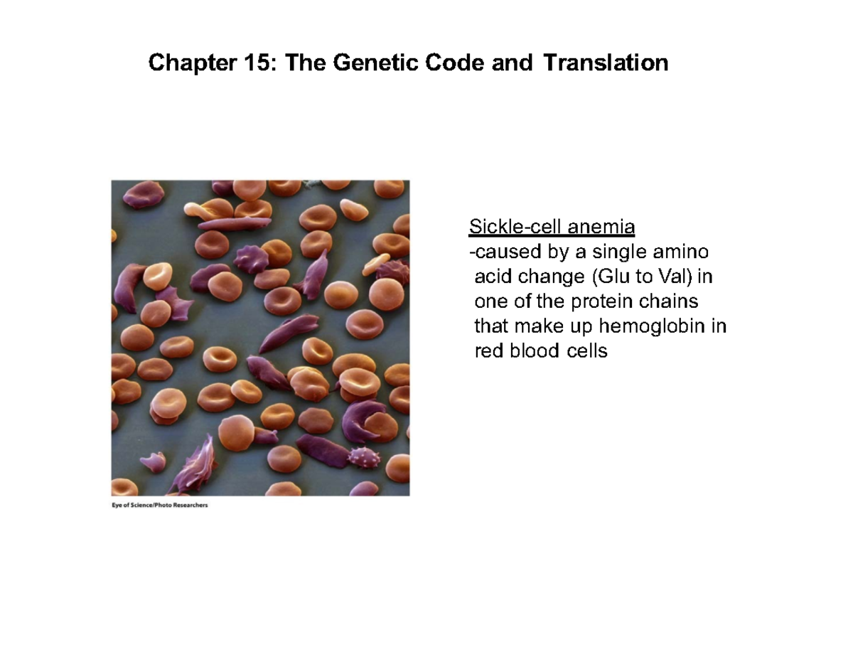 MBG2040 W24 - The Genetic Code and Translation Concepts - Studocu