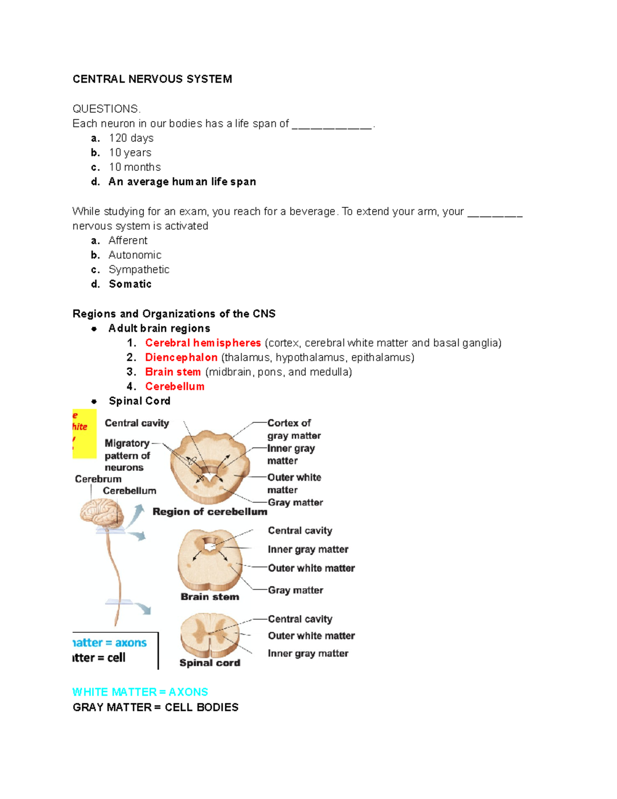 CNS Overview: Key Concepts and Questions from Chapter 12 Study Guide ...