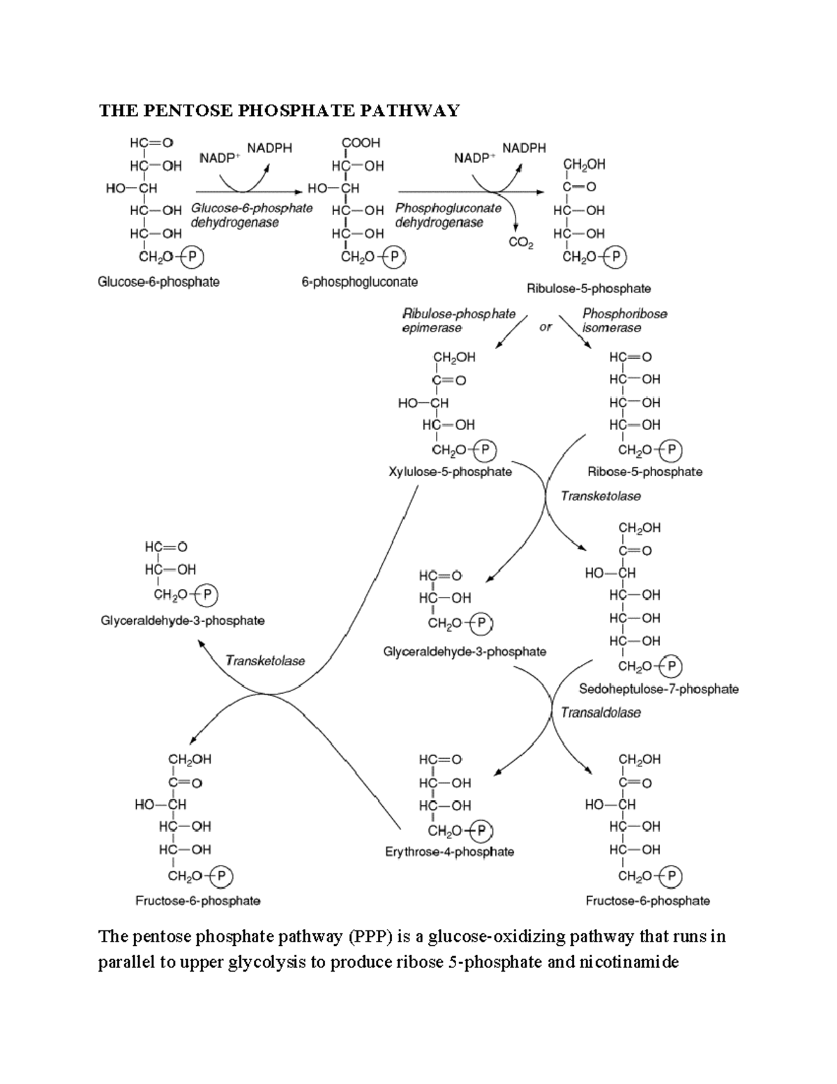 The pentose phosphate pathway-1 - THE PENTOSE PHOSPHATE PATHWAY The ...
