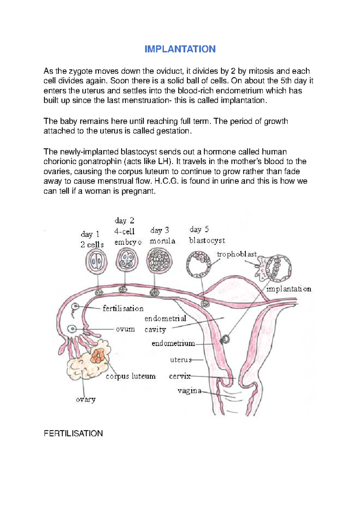 Implantation & Fertilization Notes for Bio 101 - Studocu