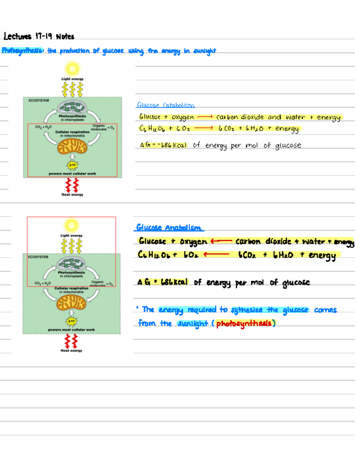 Calvin Cycle and Photosynthesis Mechanisms: Lecture Notes (BIO101 ...