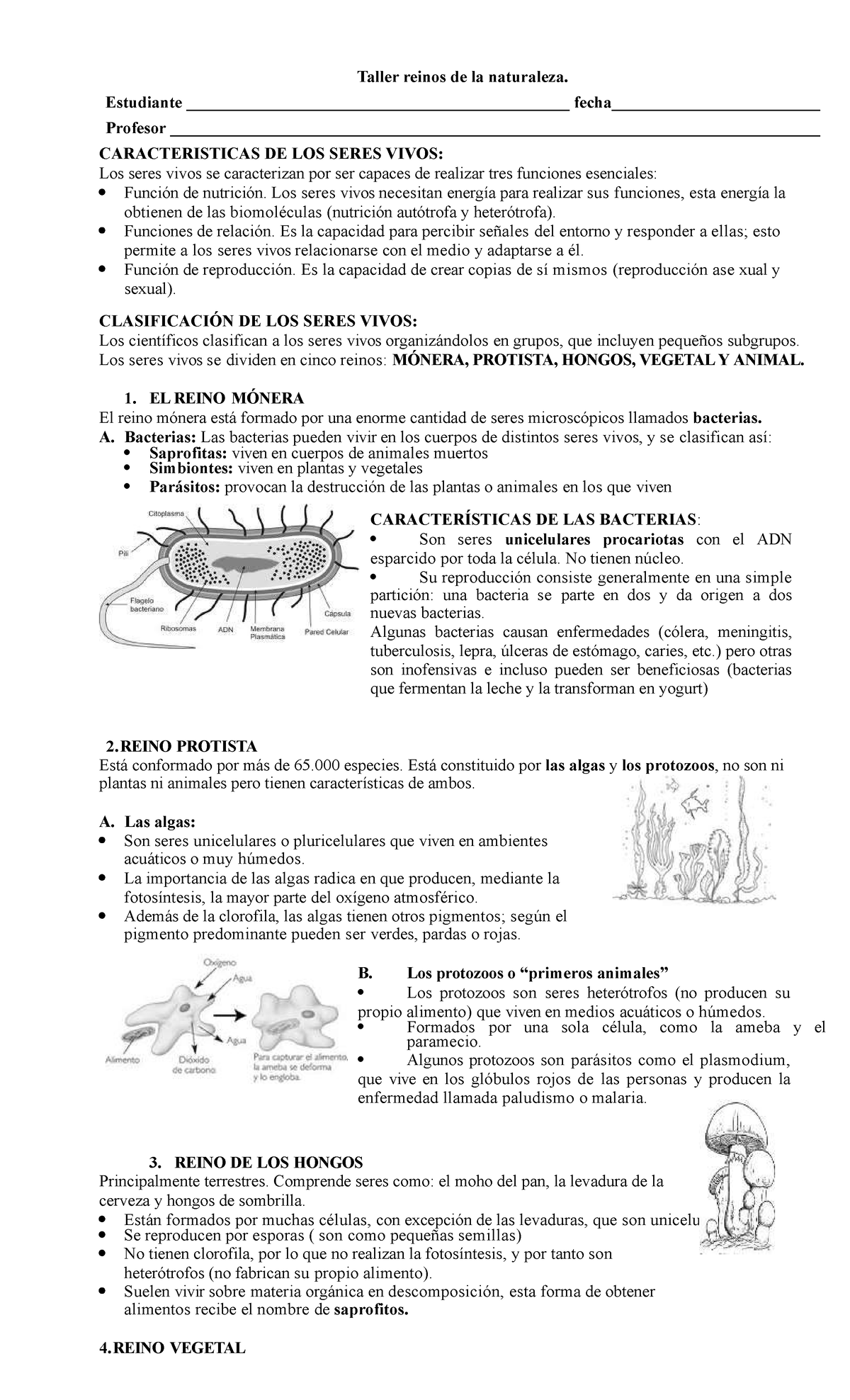 Taller de los Reinos de la Naturaleza: Características y Clasificación - Document Preview