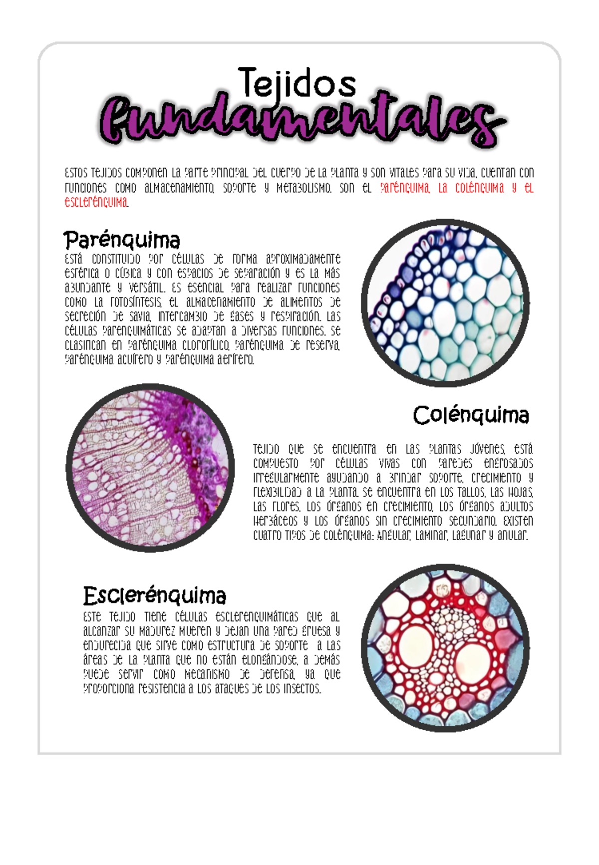 Tejidos Fundamentales de las Plantas: Parénquima, Colénquima y ...