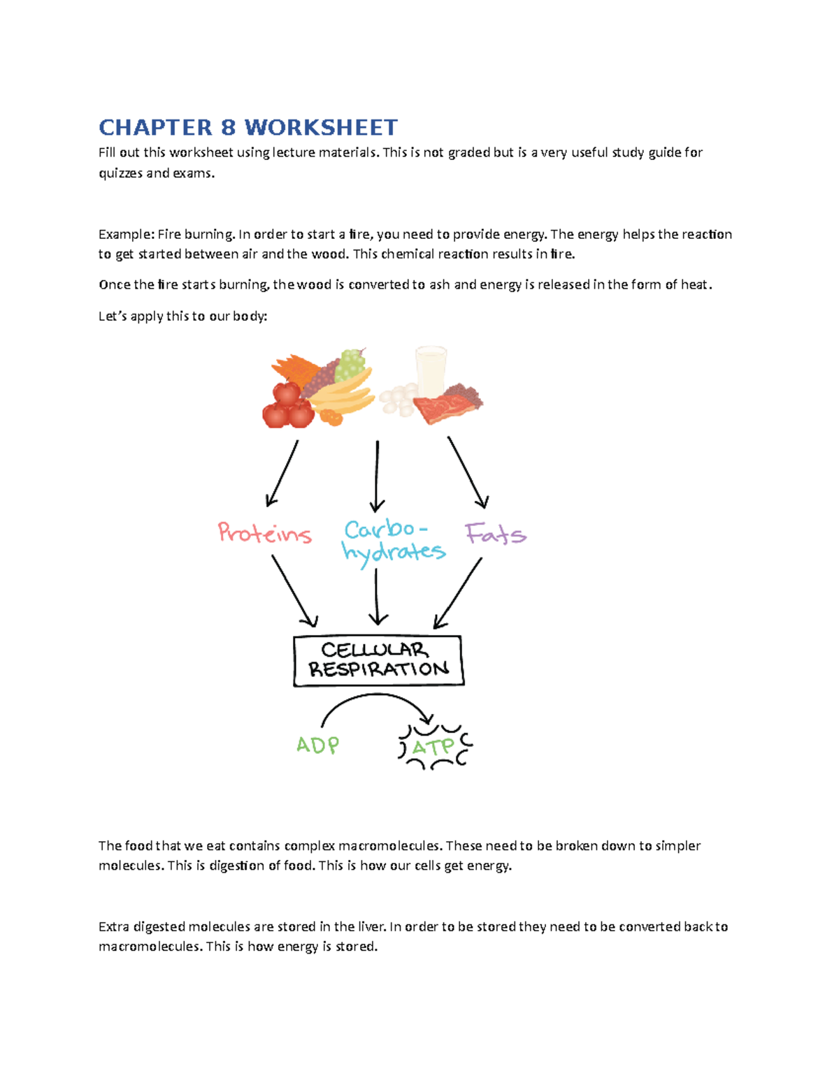 Chapter 8 Worksheet: Metabolism & Nutritional Processes Study Guide ...