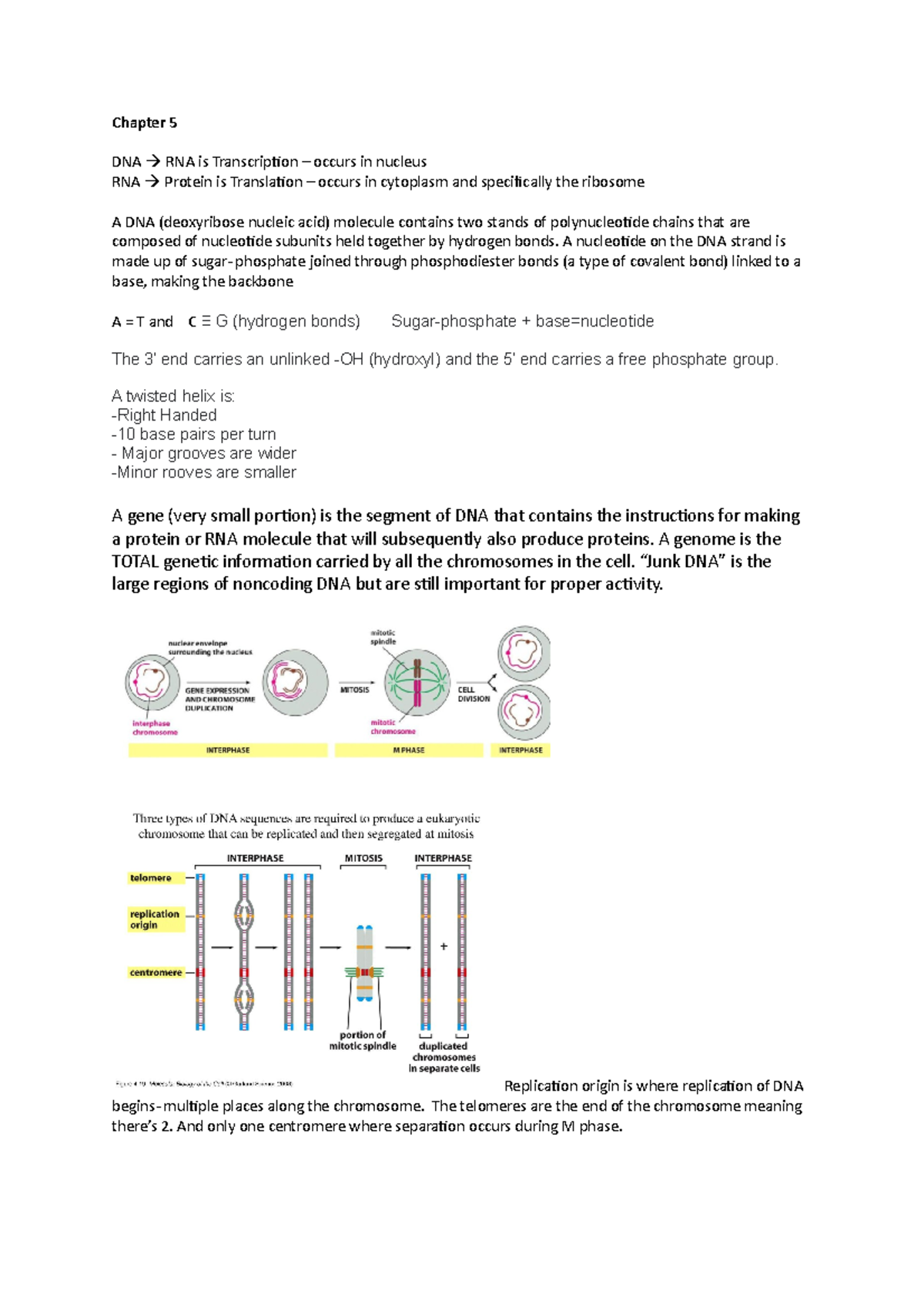 Bio Exam 2 study guide - Chapter 5 DNA RNA is Transcription – occurs in ...