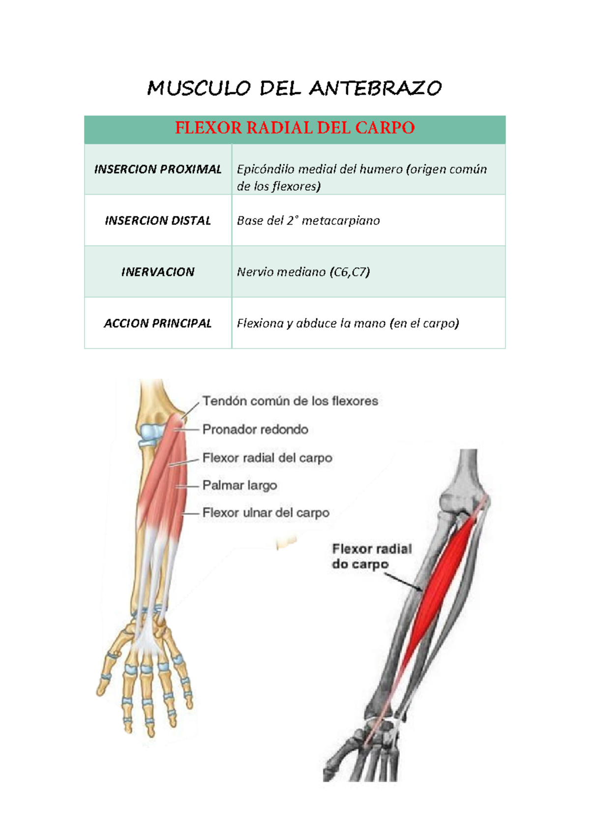 Flexor Radial DEL Carpo - Document Preview