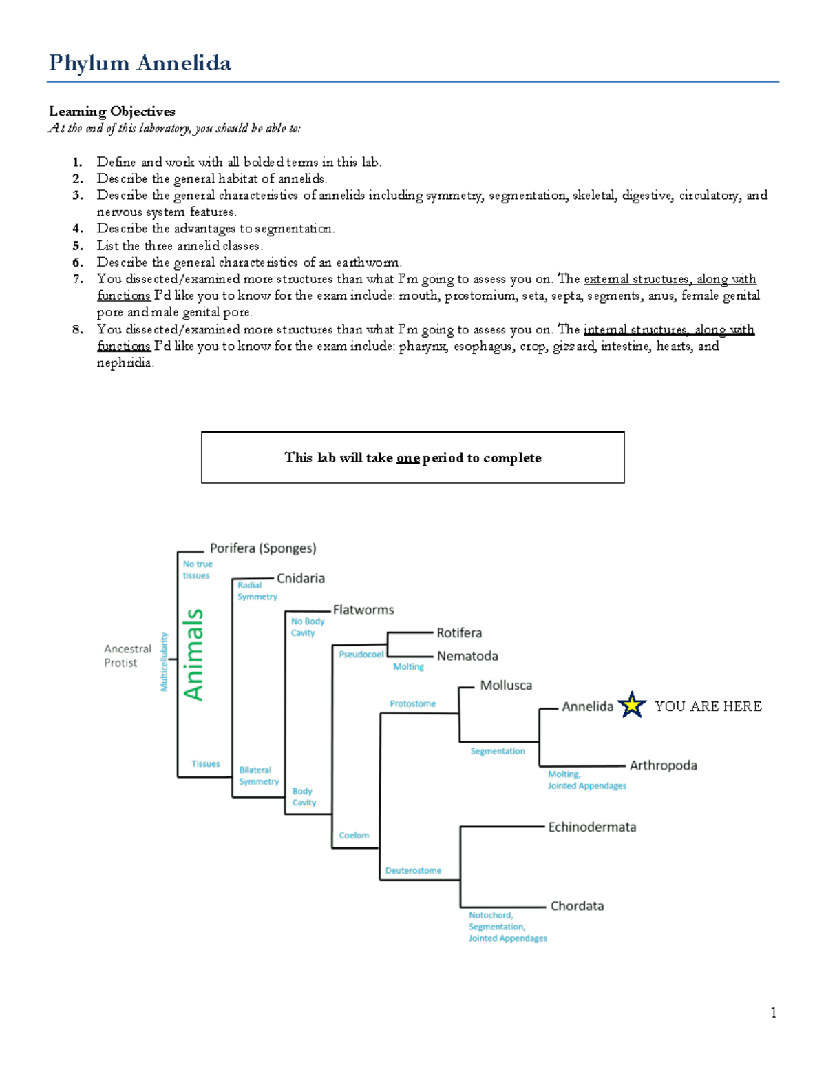 Phylum Annelida Lab: Earthworm Dissection Guide - Studocu